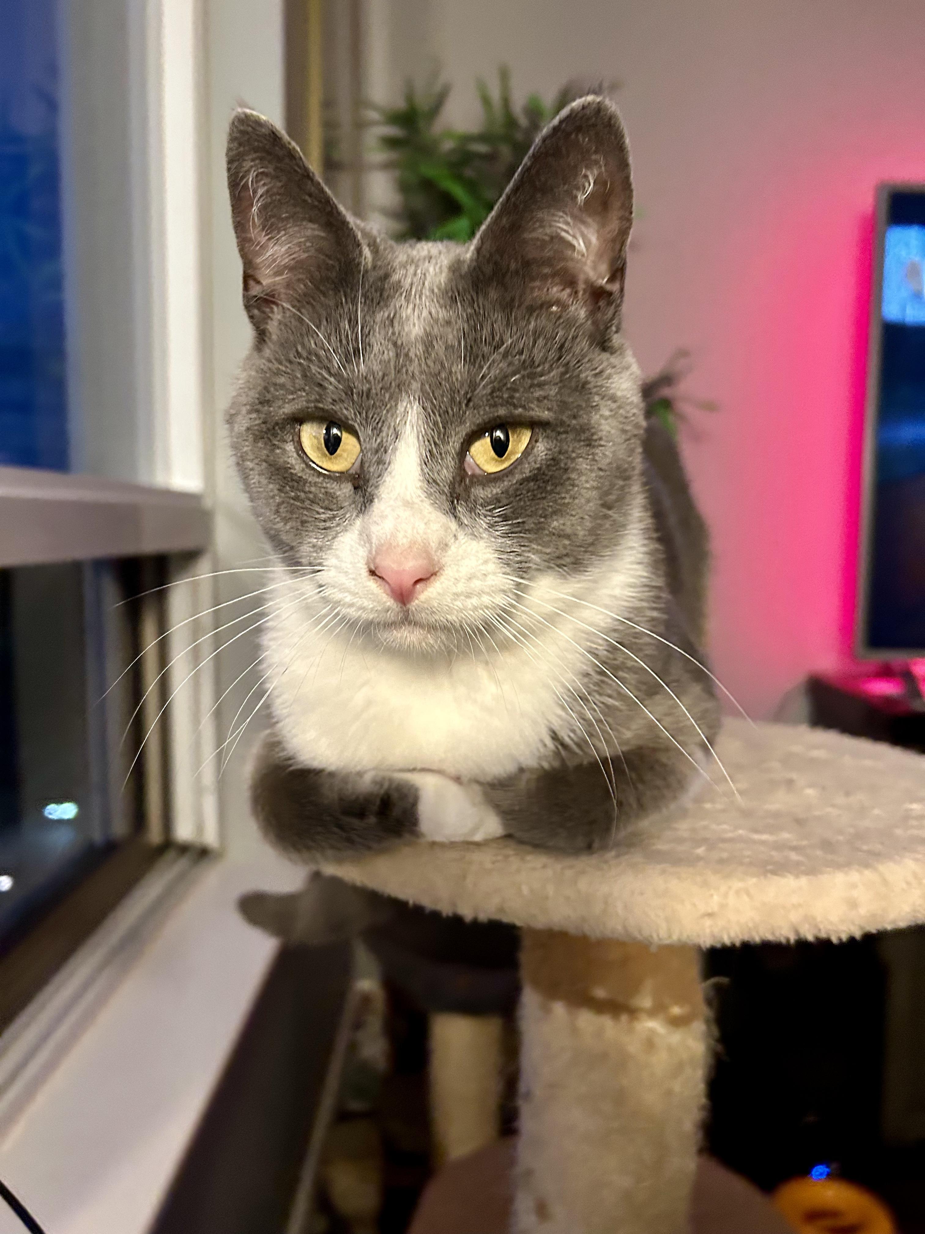 Enlarge Pom Pom, a Adoptable Domestic Short Hair in Etobicoke, ON image 3/5