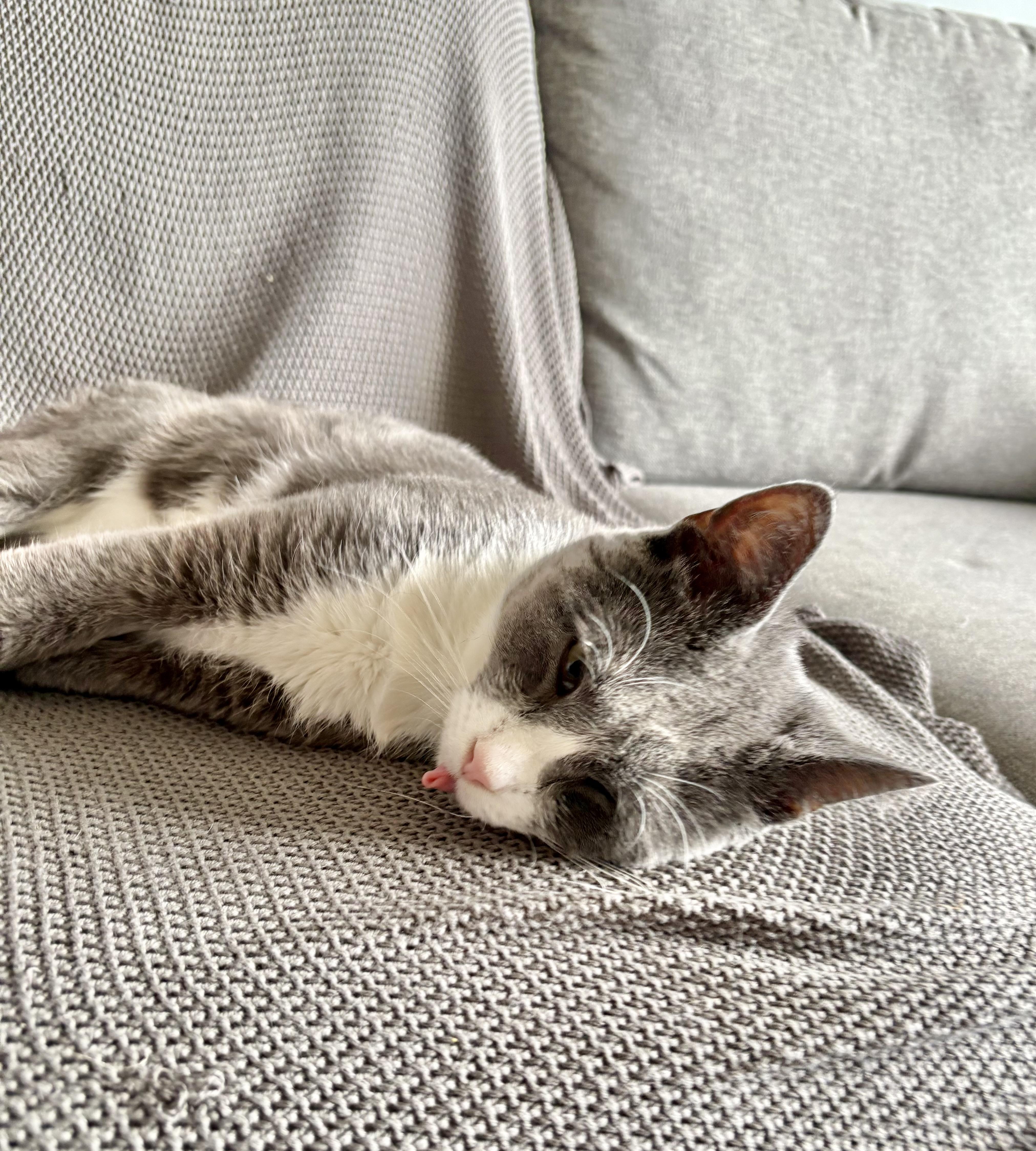 Pom Pom, Adoptable, Adult Male Domestic Short Hair.