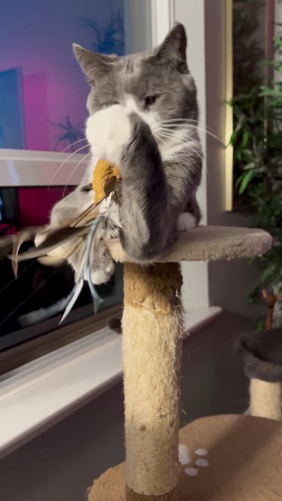 Enlarge Pom Pom, a Adoptable Domestic Short Hair in Etobicoke, ON video 2/5