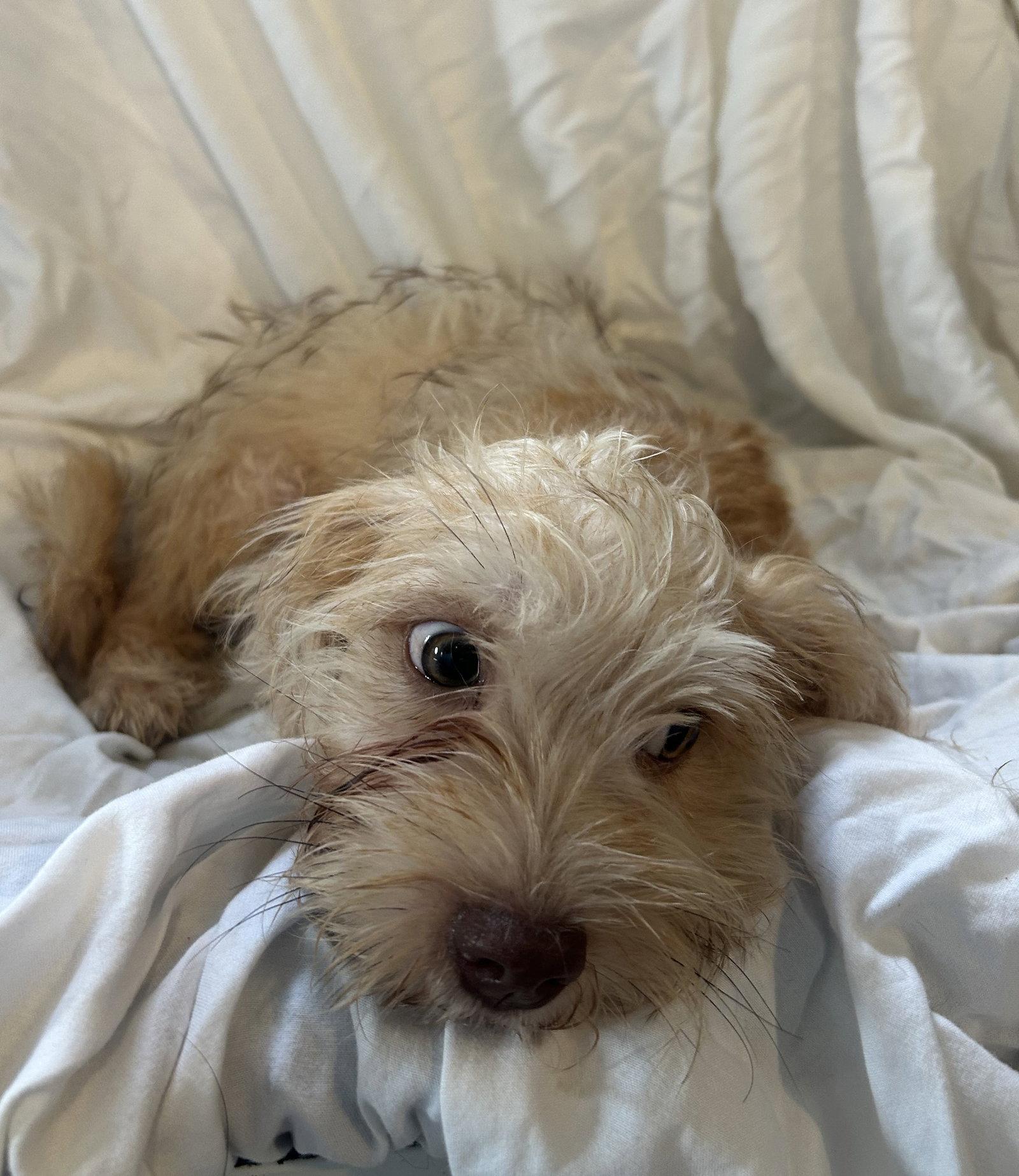 Biscotti, Adoptable, Puppy Male Lhasa Apso & Terrier.