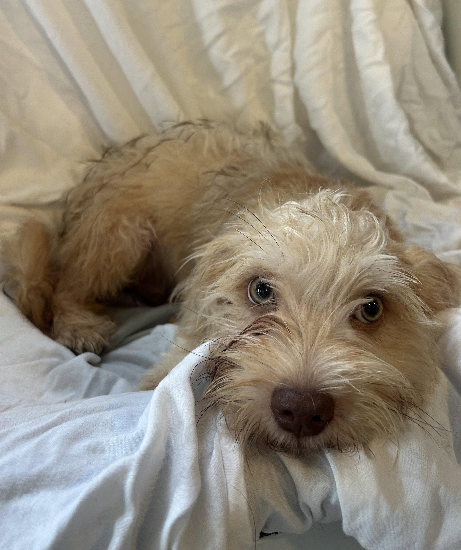 Enlarge Biscotti, a Adoptable mixed breed in Pipe Creek, TX image 2/2