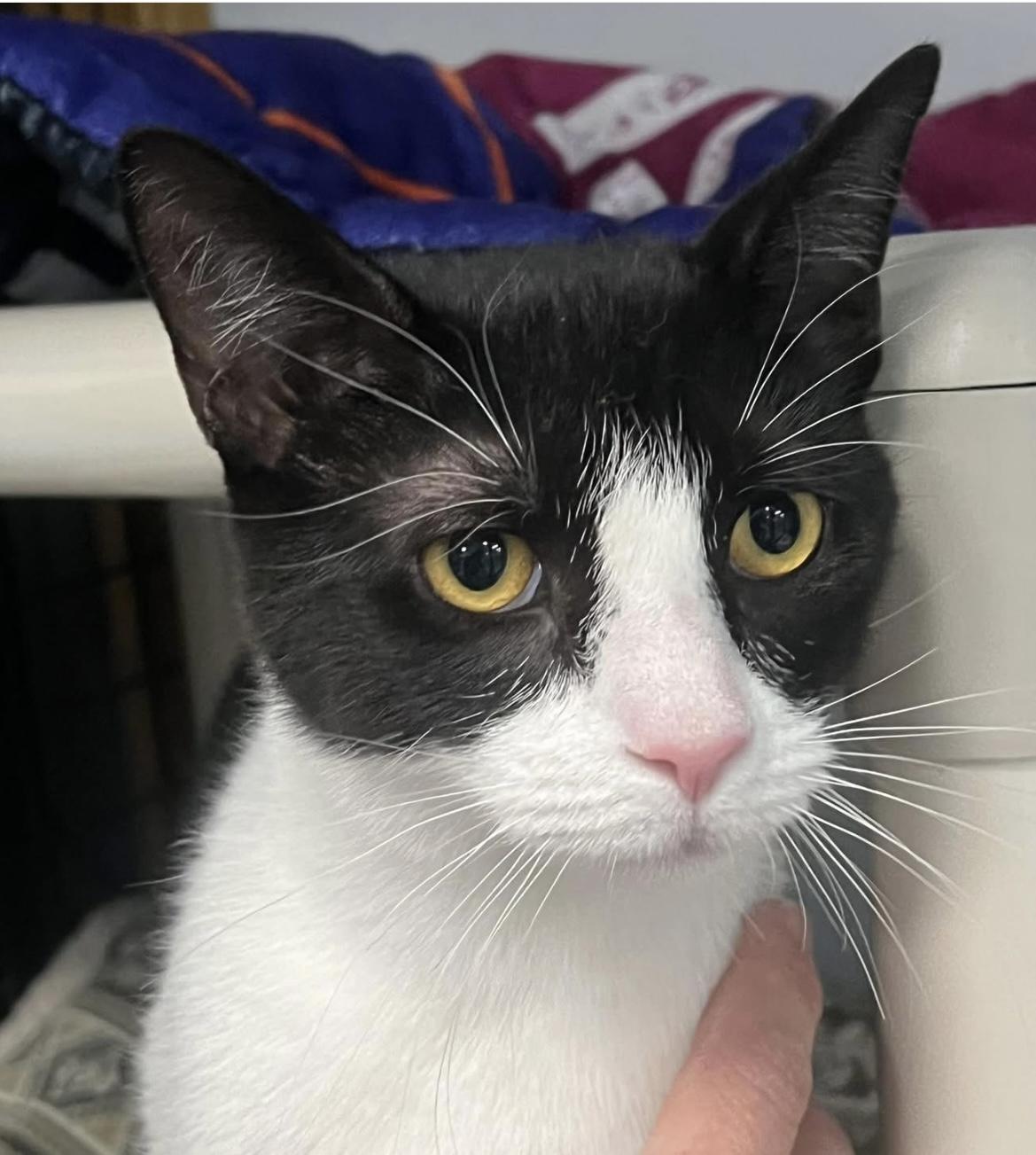 Enlarge Cooper, an adoptable Domestic Short Hair in Johnston, RI image 3/6