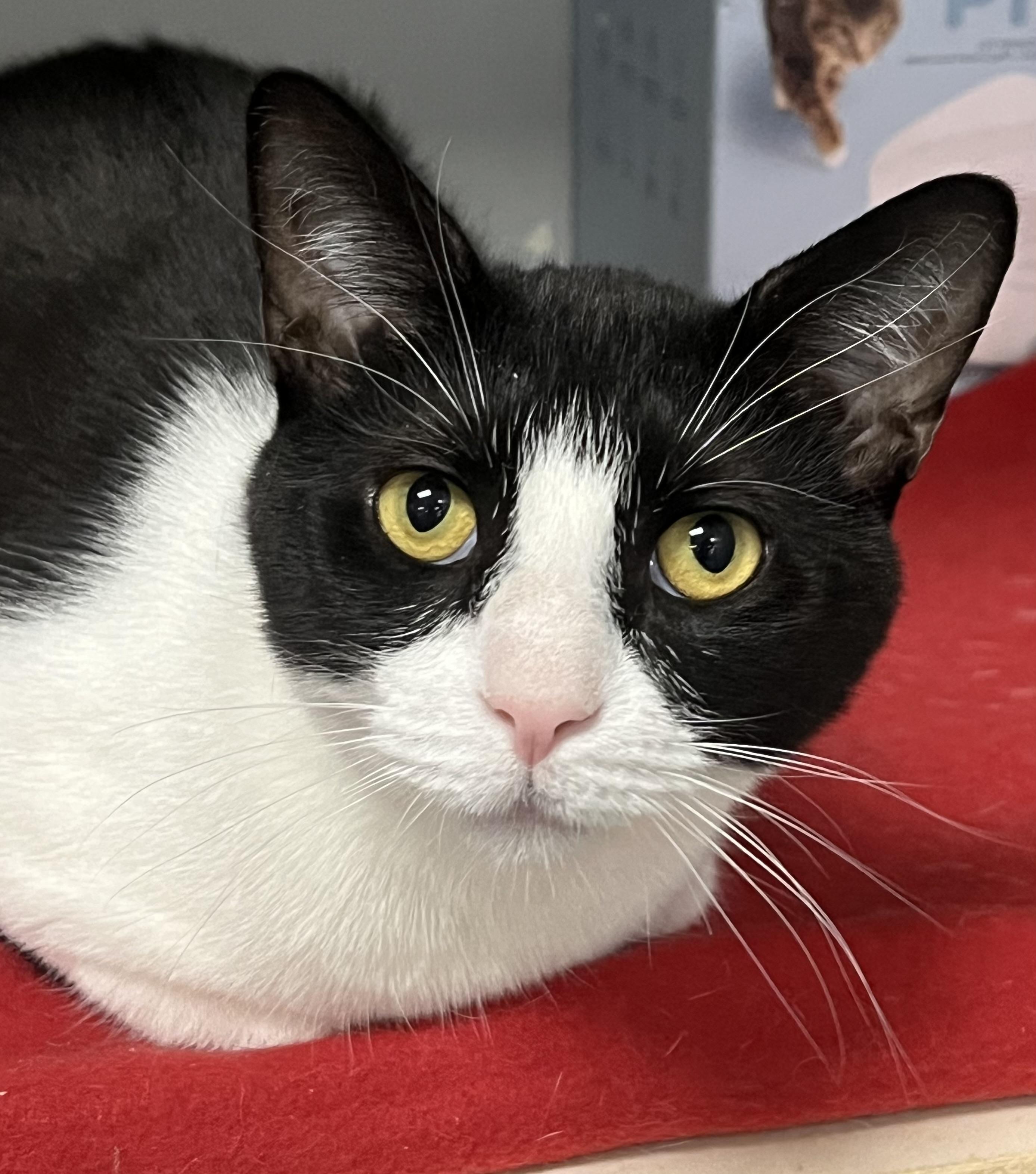 Enlarge Cooper, an adoptable Domestic Short Hair in Johnston, RI image 2/6