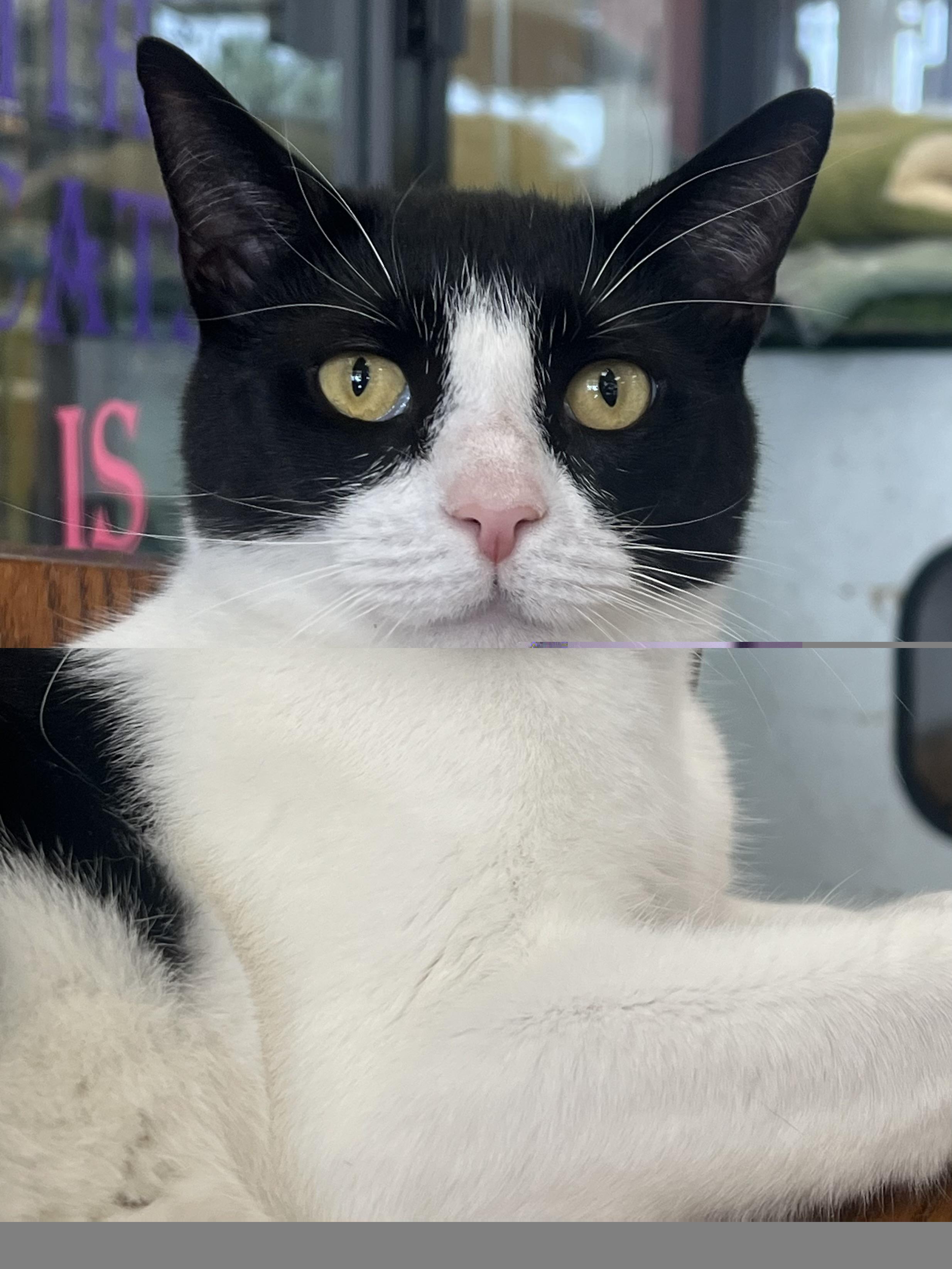 Enlarge Cooper, an adoptable Domestic Short Hair in Johnston, RI image 2/6