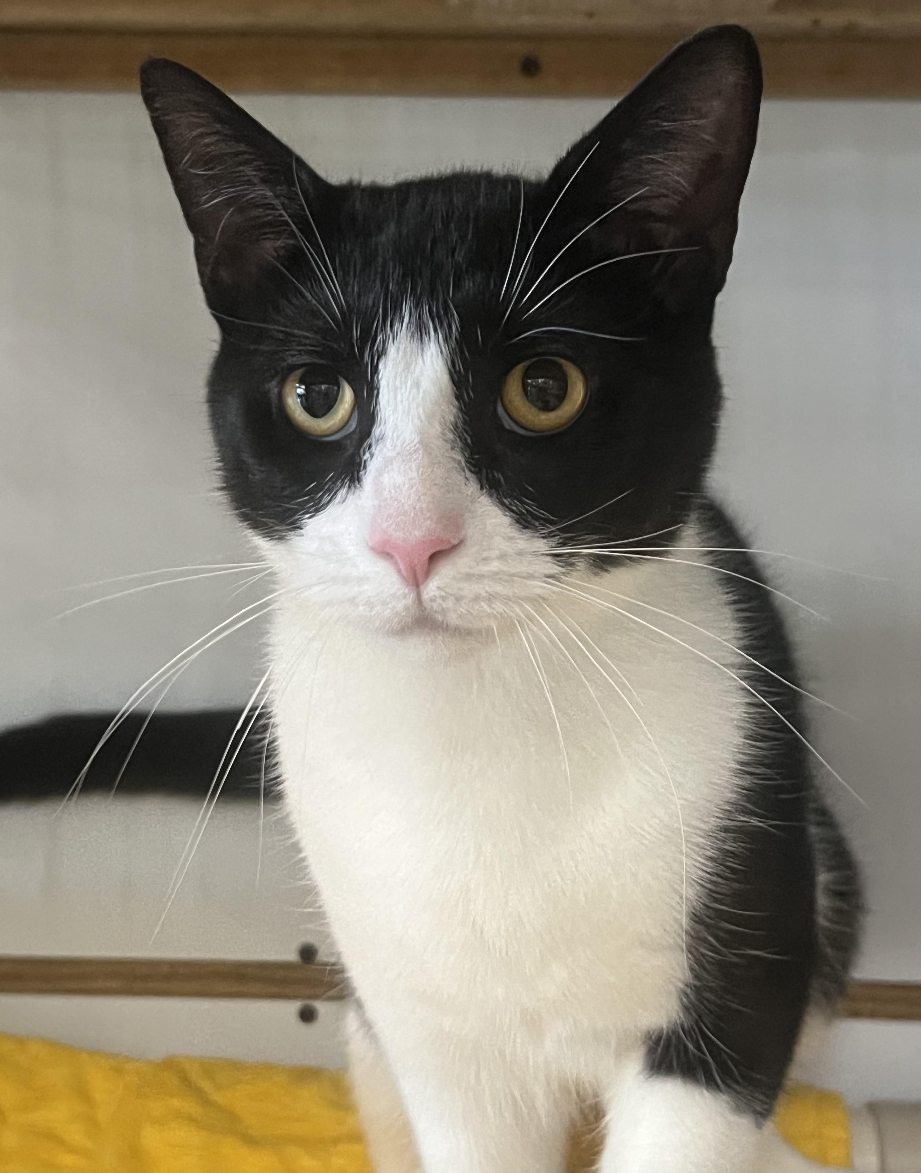 Cooper, a Adoptable Domestic Short Hair in Johnston, RI image 3/5