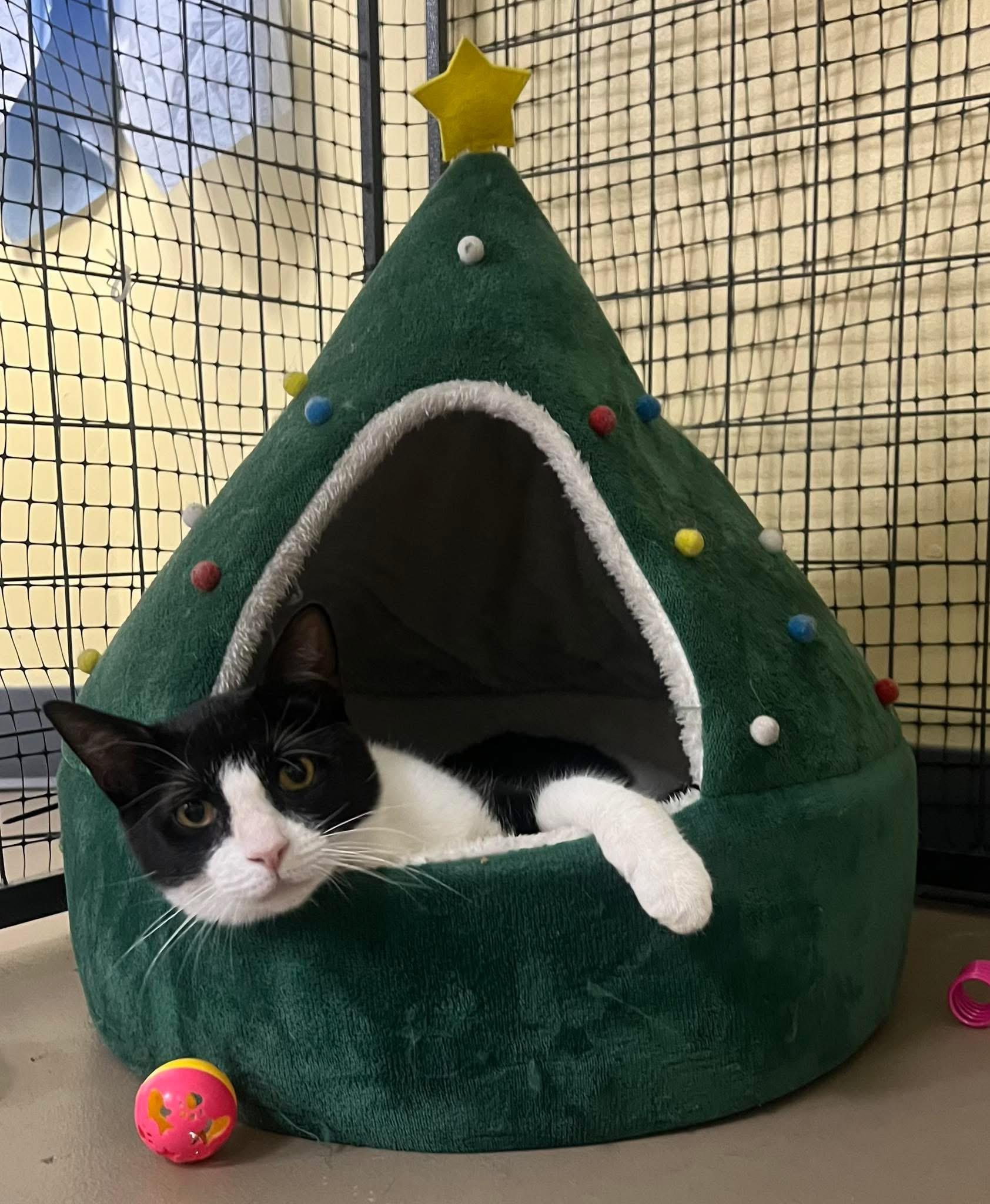 Cooper, Adoptable, Adult Male Domestic Short Hair.