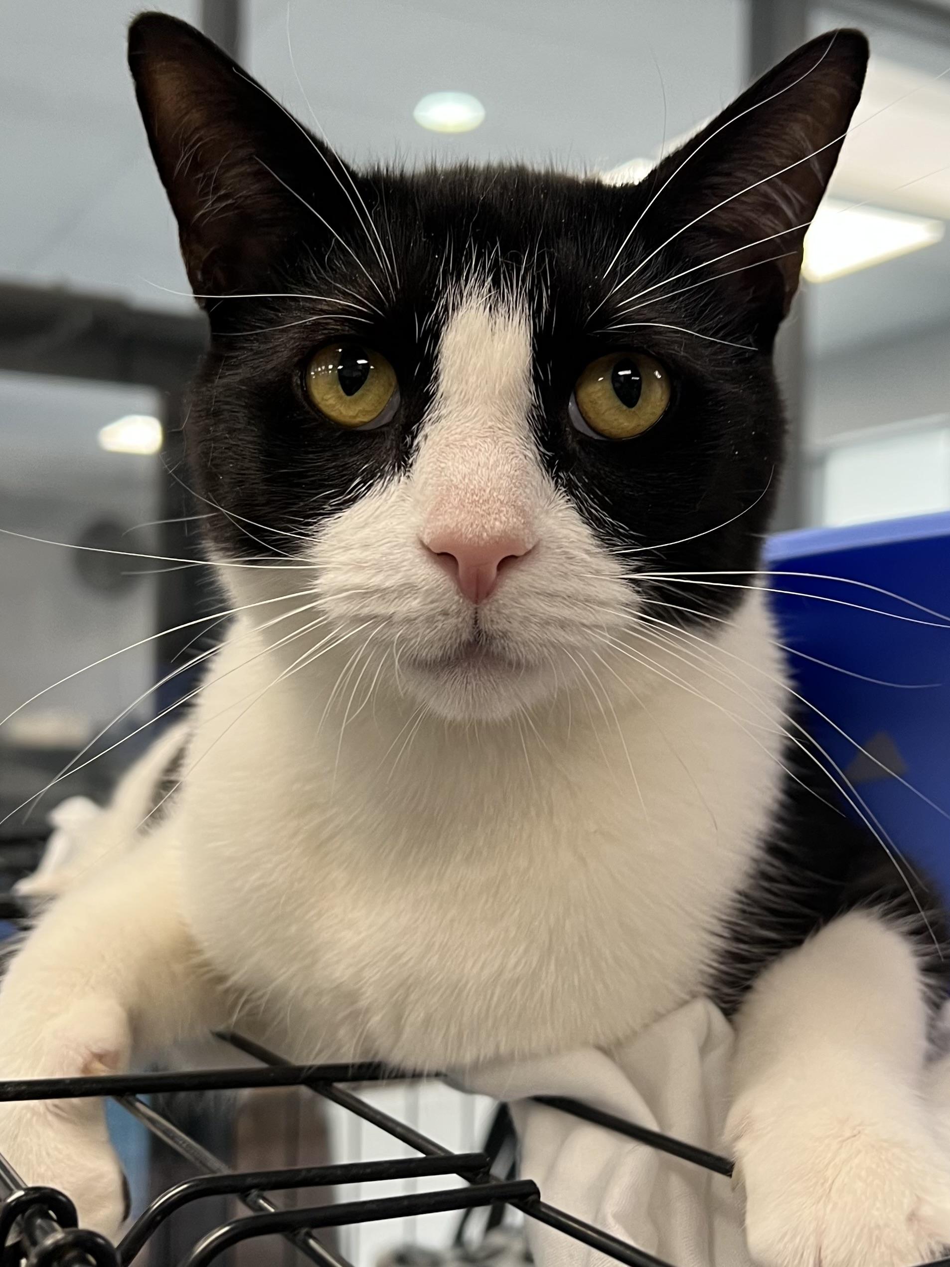 Cooper, adoptable, Young Male Domestic Short Hair.
