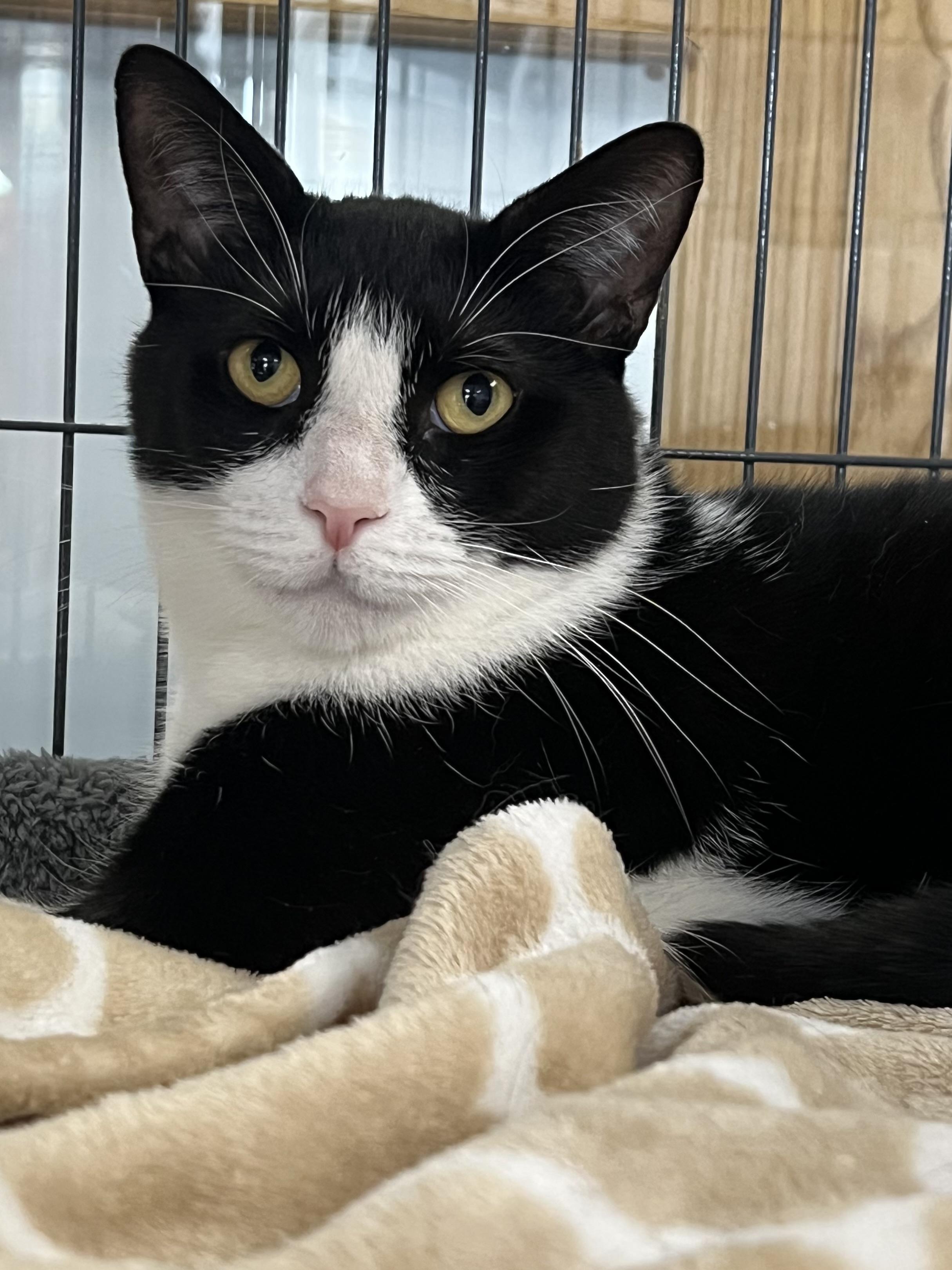 Enlarge Cooper, an adoptable Domestic Short Hair in Johnston, RI image 1/6