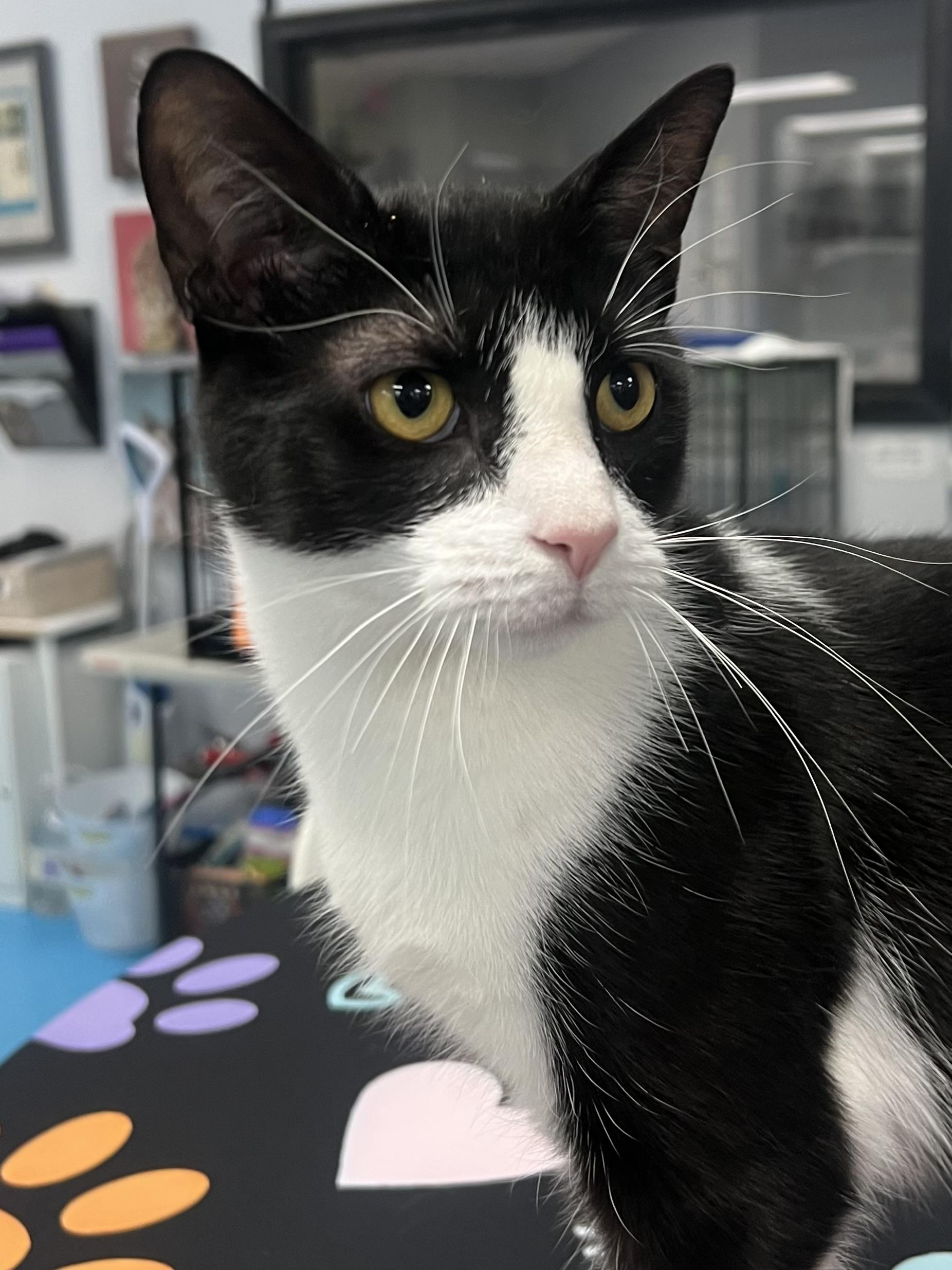 Cooper, a Adoptable Domestic Short Hair in Johnston, RI image 1/5