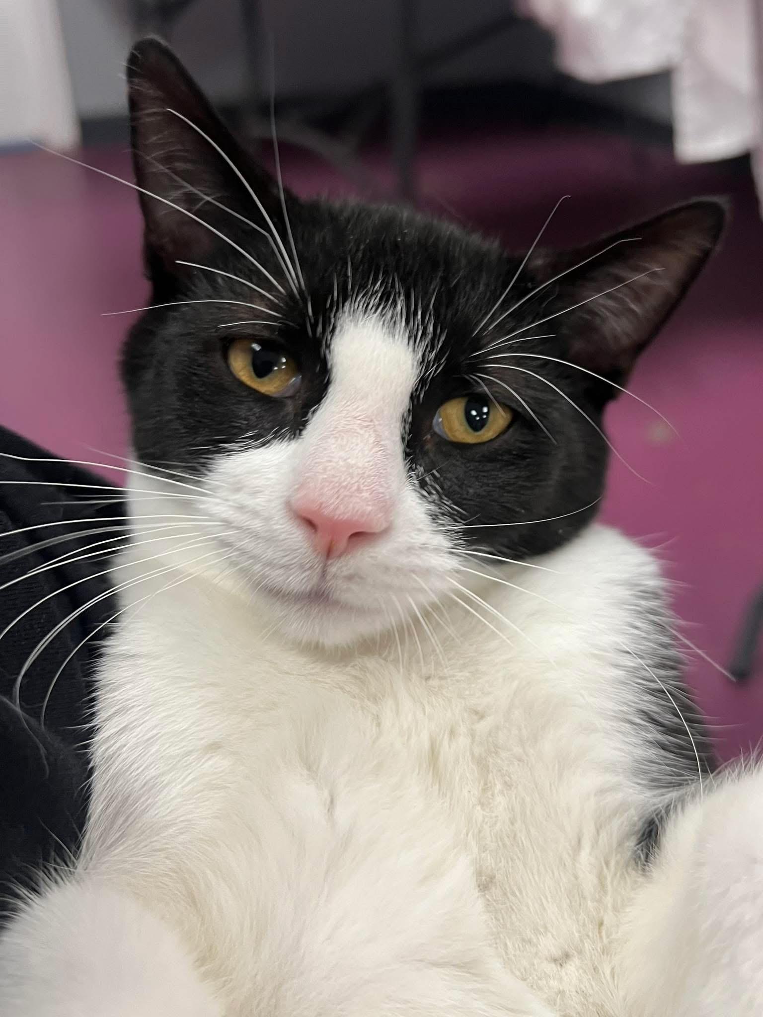 Cooper, a Adoptable Domestic Short Hair in Johnston, RI image 4/5