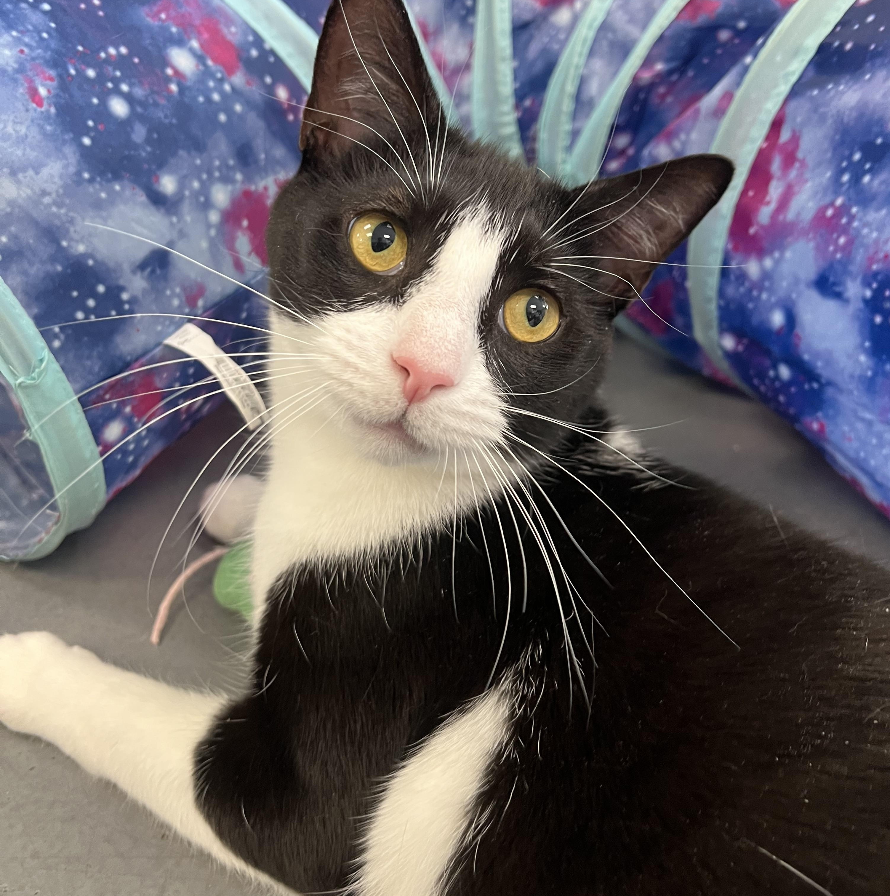 Enlarge Cooper, an adoptable Domestic Short Hair in Johnston, RI image 1/6