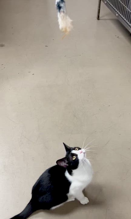 Enlarge Cooper, a Adoptable Domestic Short Hair in Johnston, RI video 5/5