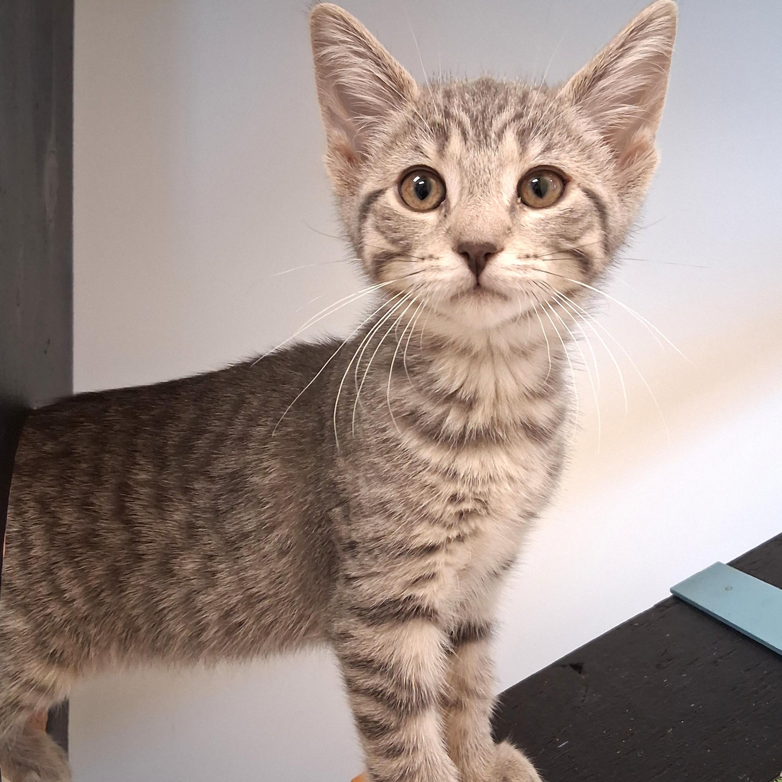 Heather, adopted, Young Female Domestic Short Hair.