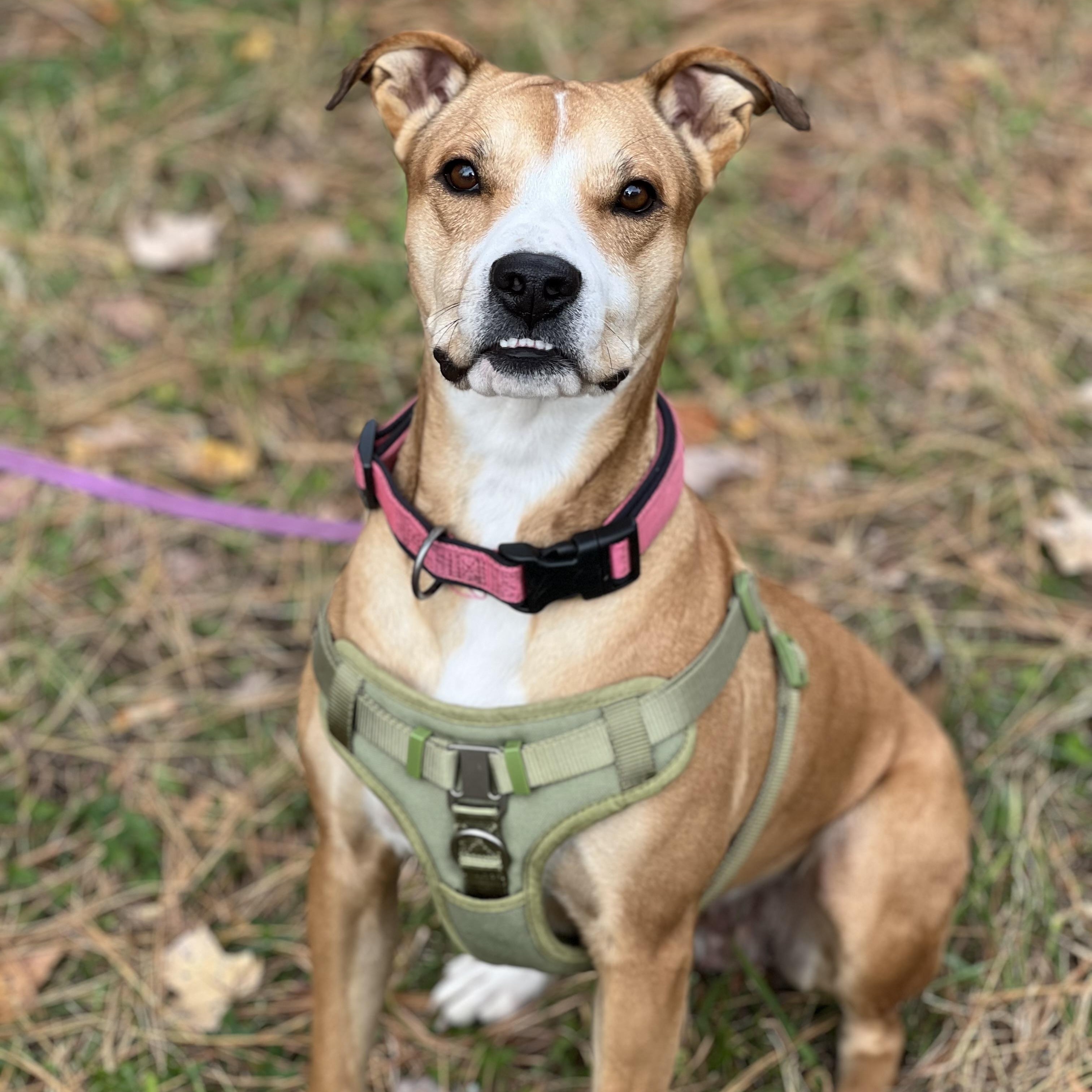 Hope, a Adoptable Mixed Breed in Hughesville, MD image 4/6