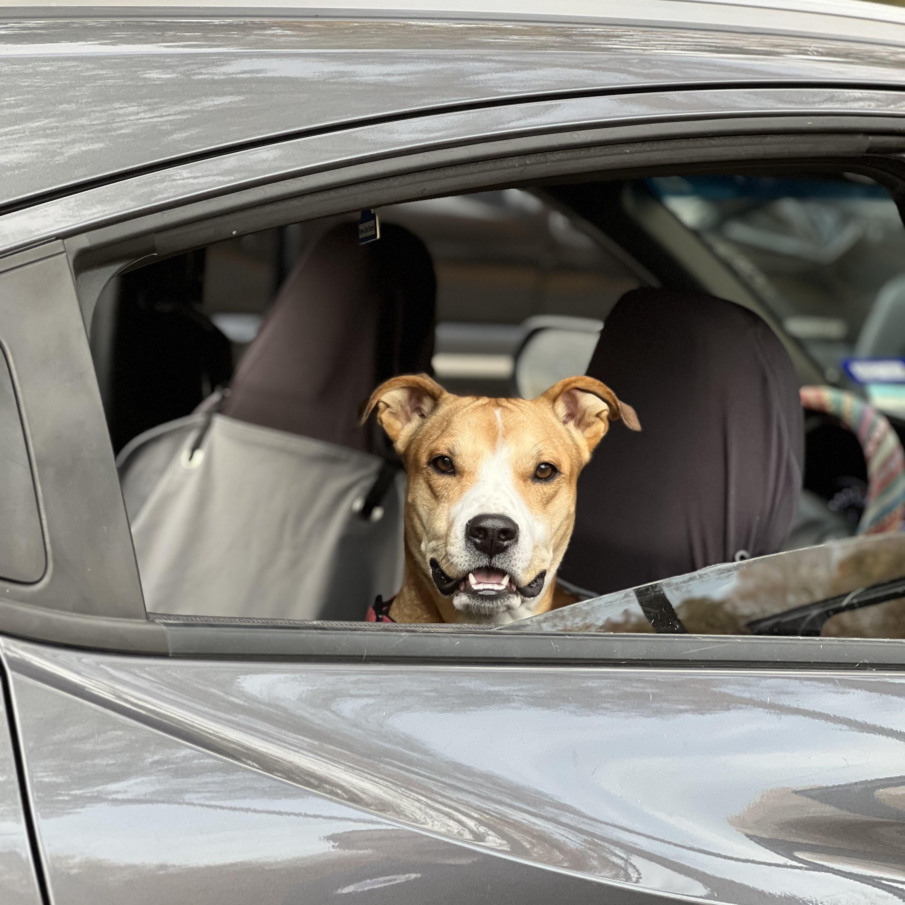Hope, a Adoptable Mixed Breed in Hughesville, MD image 6/6