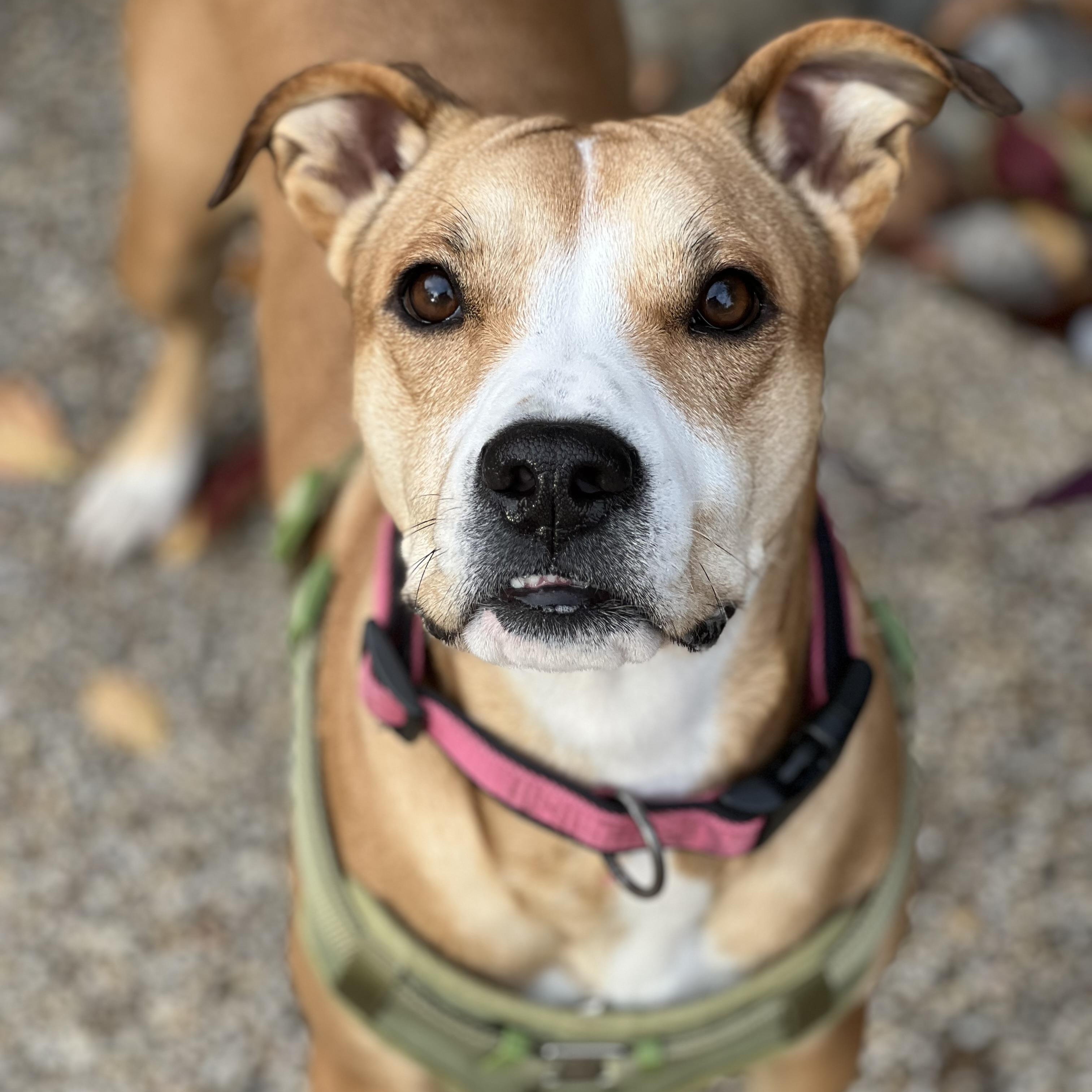 Hope, Adoptable, Adult Female Mixed Breed.