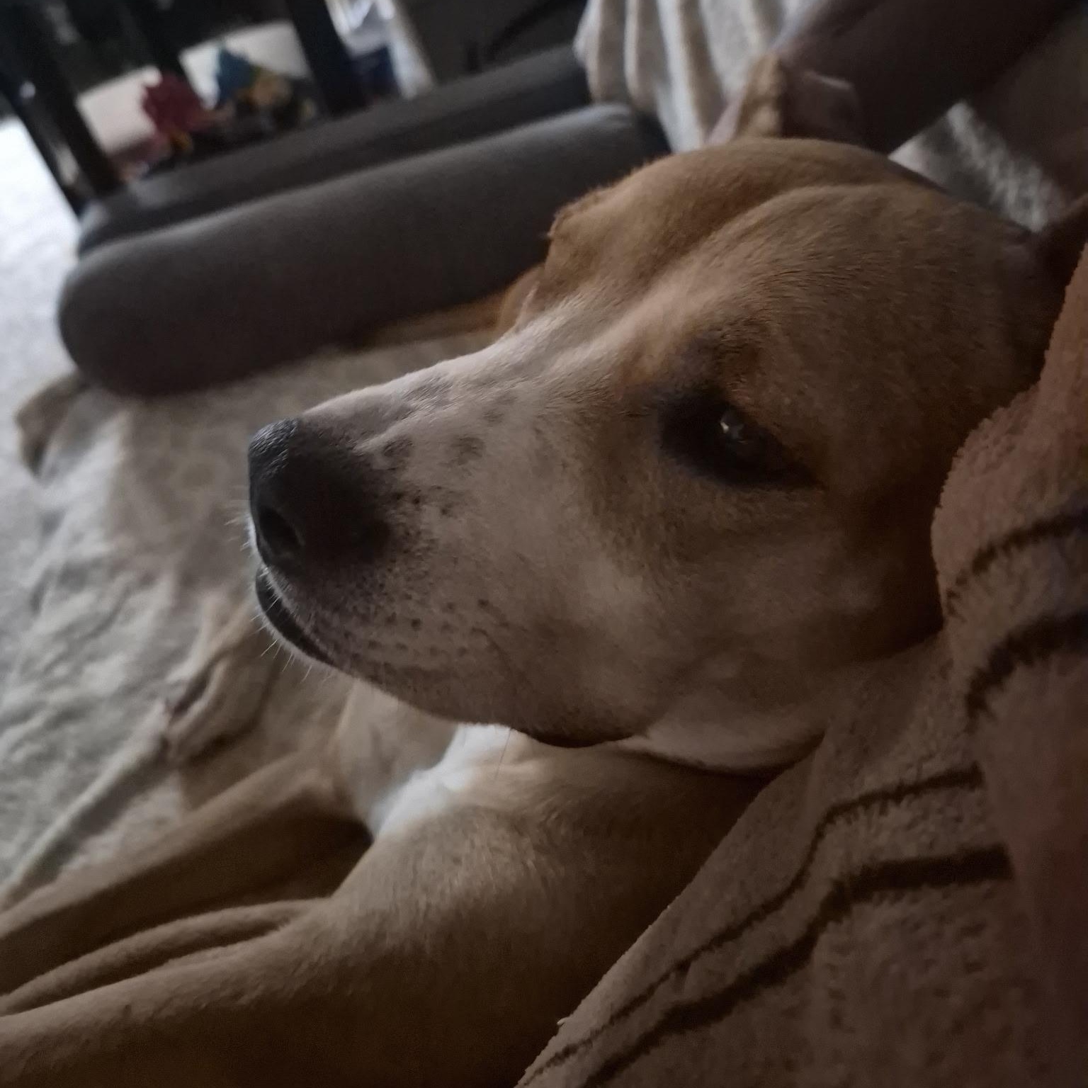 Hope, a Adoptable Mixed Breed in Hughesville, MD image 3/6