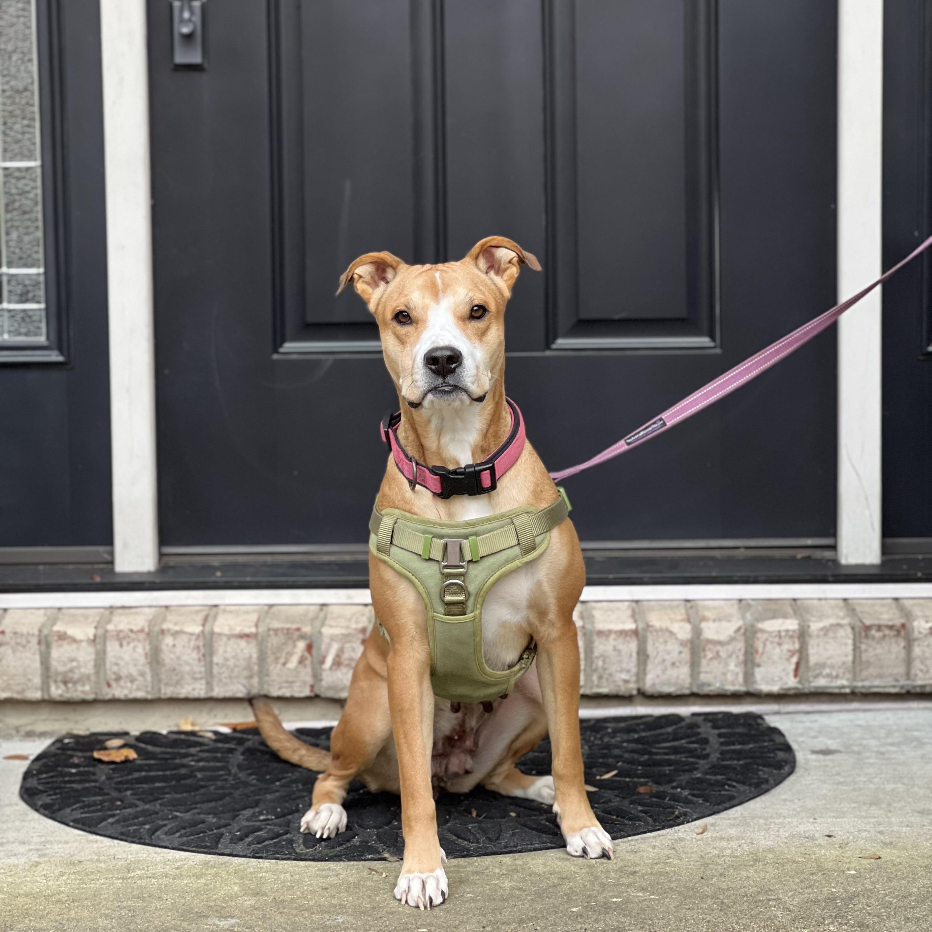 Hope, a Adoptable Mixed Breed in Hughesville, MD image 5/6