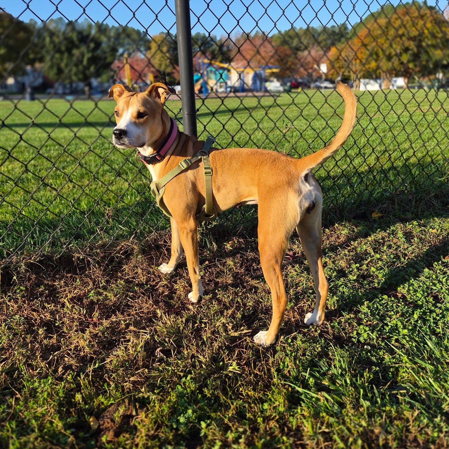 Hope, a Adoptable Mixed Breed in Hughesville, MD image 2/6