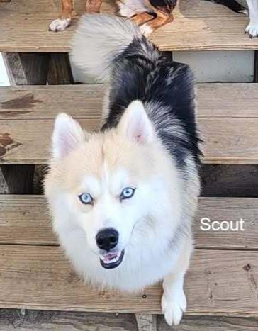 Enlarge Scout, a Adoptable mixed breed in Woodbridge, VA image 1/1