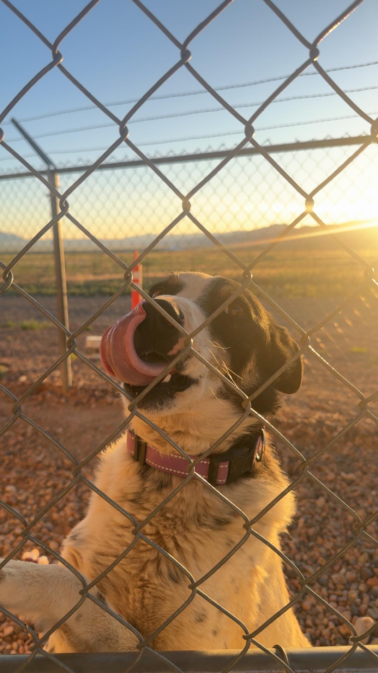 Enlarge Rudy, a Adopted Australian Cattle Dog / Blue Heeler in Parowan, UT image 1/6