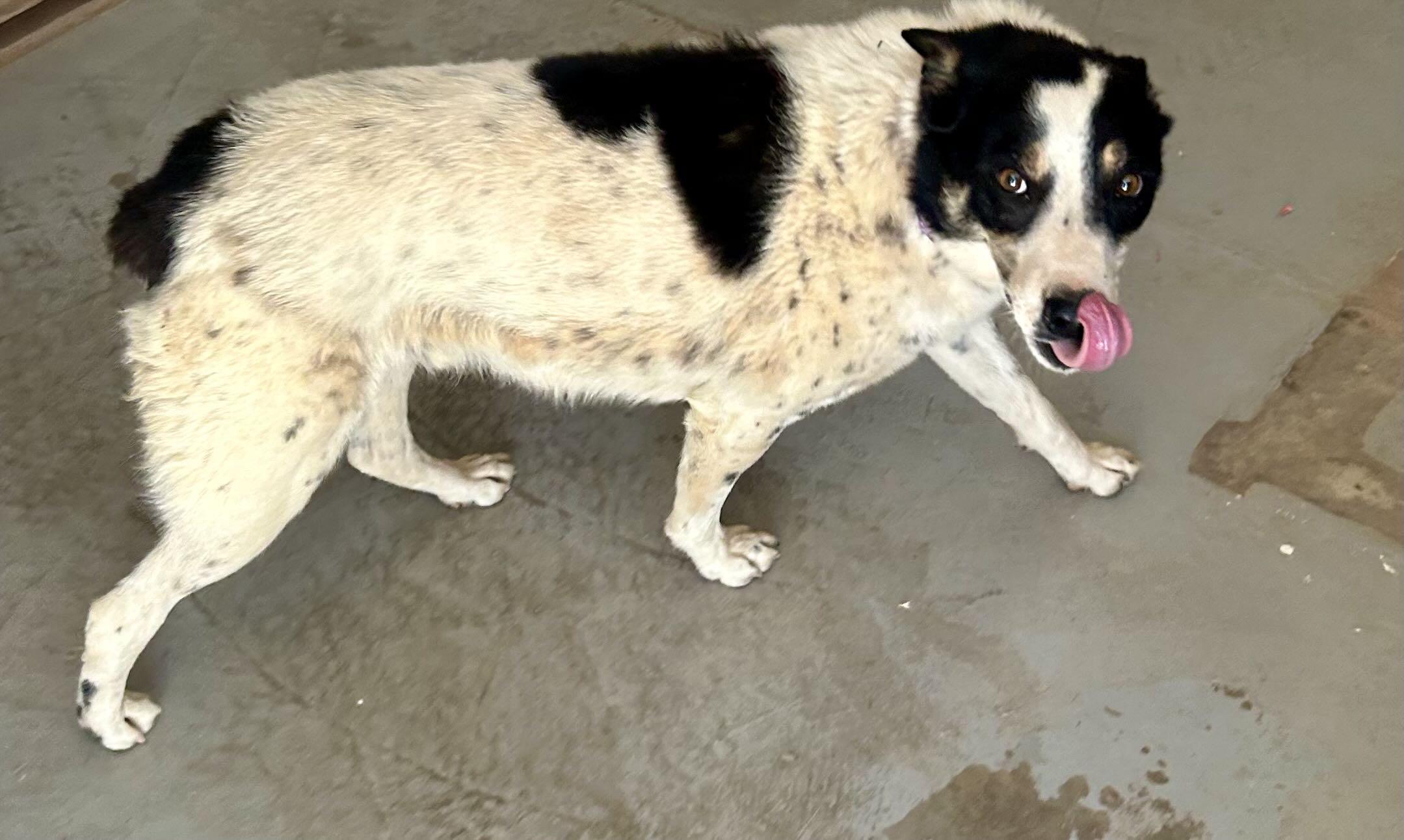Enlarge Rudy, a Adopted Australian Cattle Dog / Blue Heeler in Parowan, UT image 3/6