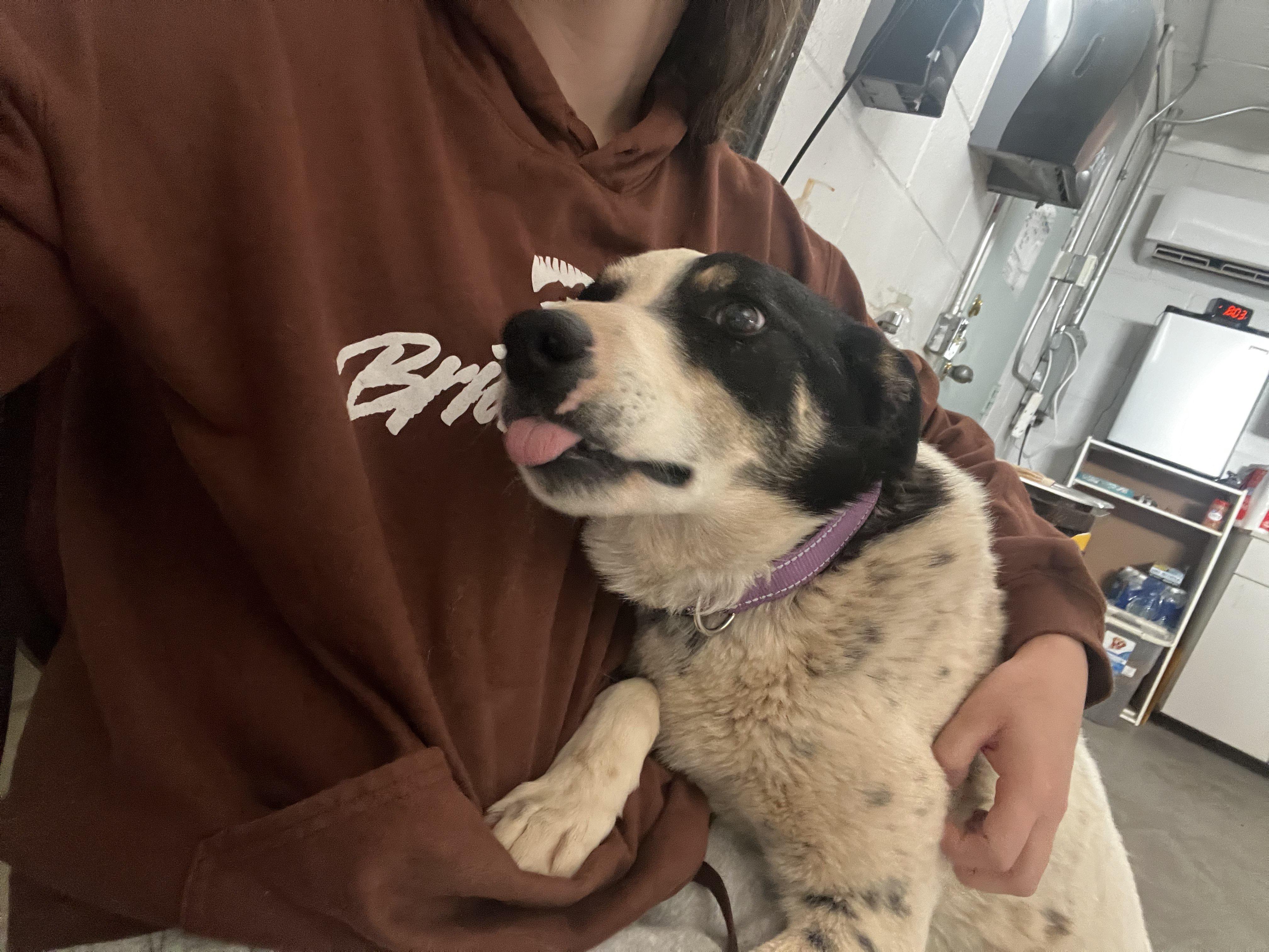 Enlarge Rudy, a Adopted Australian Cattle Dog / Blue Heeler in Parowan, UT image 4/6