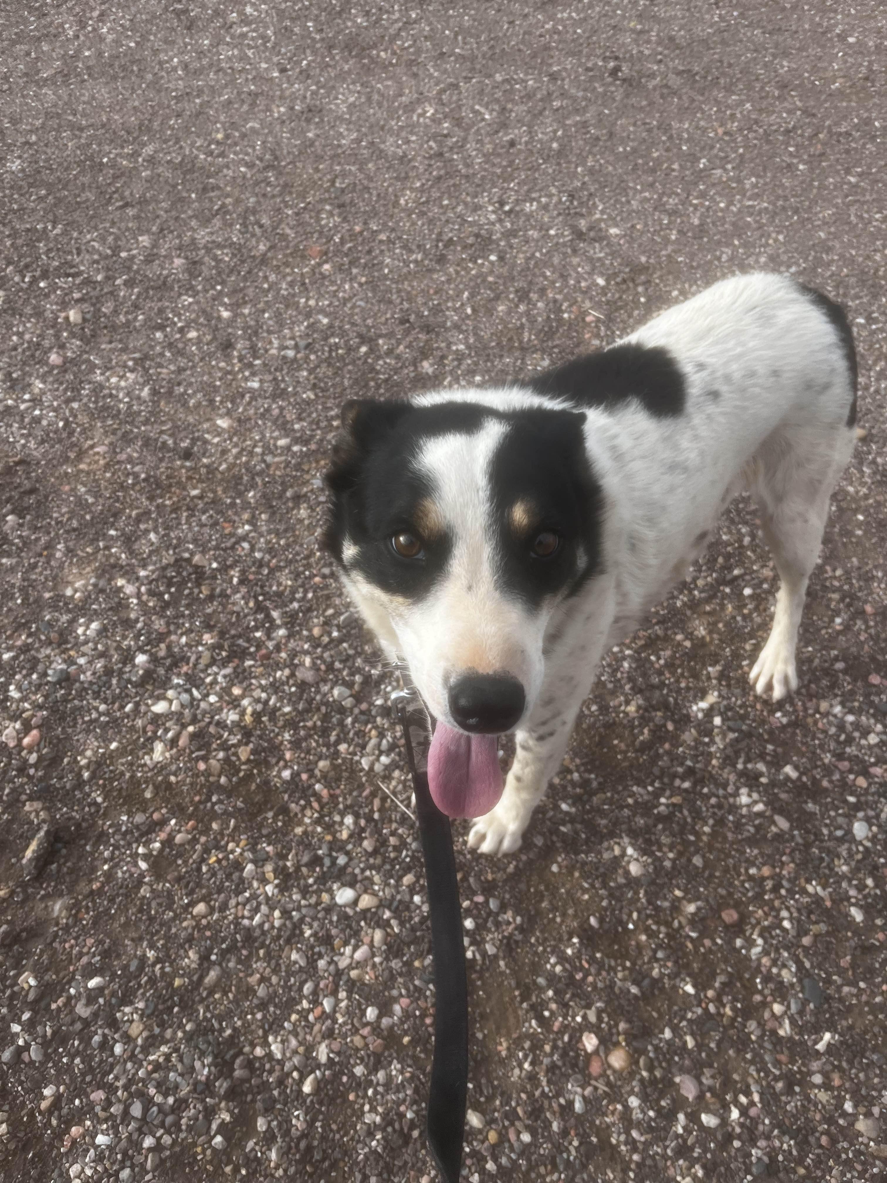 Enlarge Rudy, a Adopted Australian Cattle Dog / Blue Heeler in Parowan, UT image 5/6