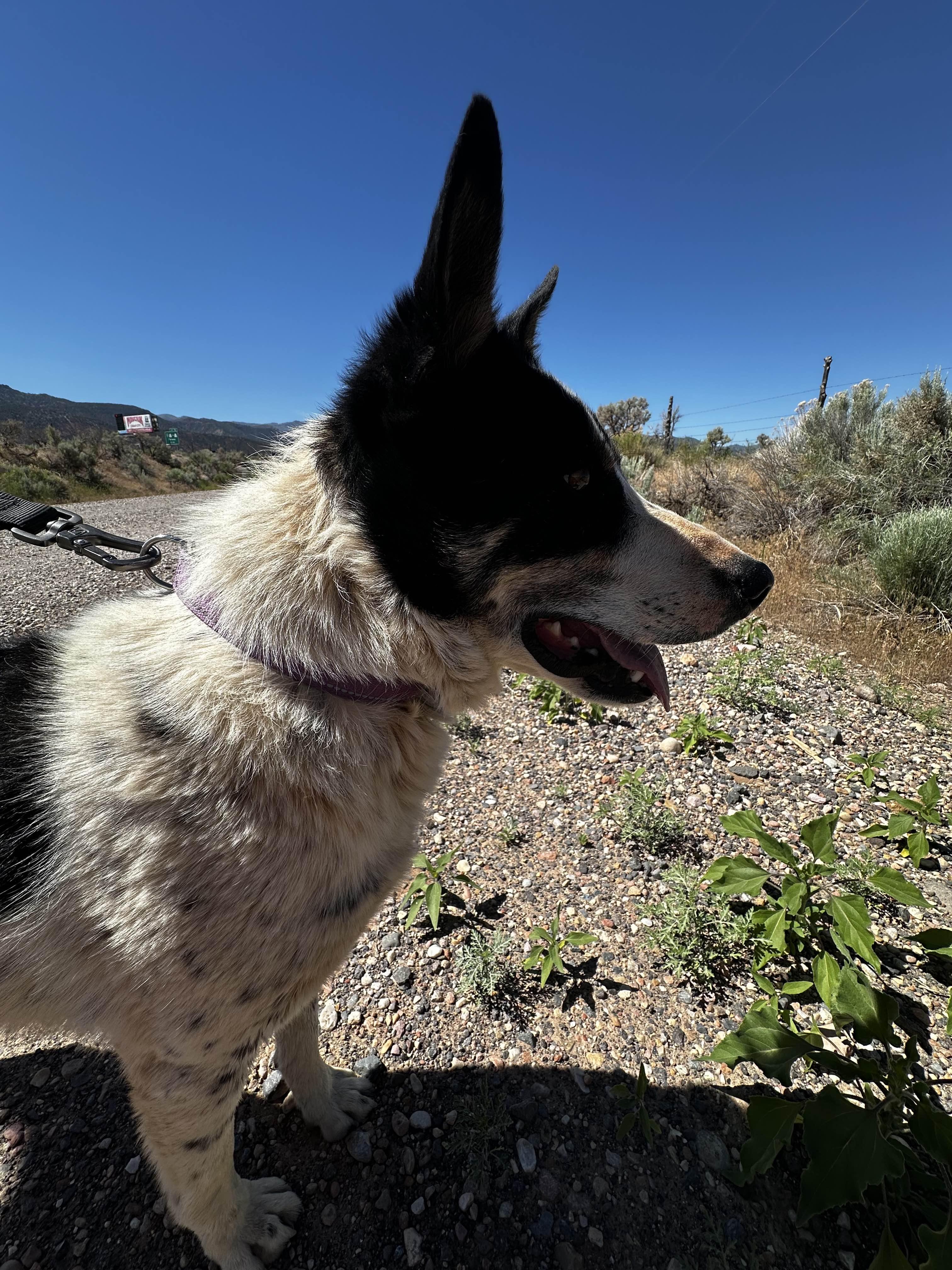 Enlarge Rudy, a Adopted Australian Cattle Dog / Blue Heeler in Parowan, UT image 6/6