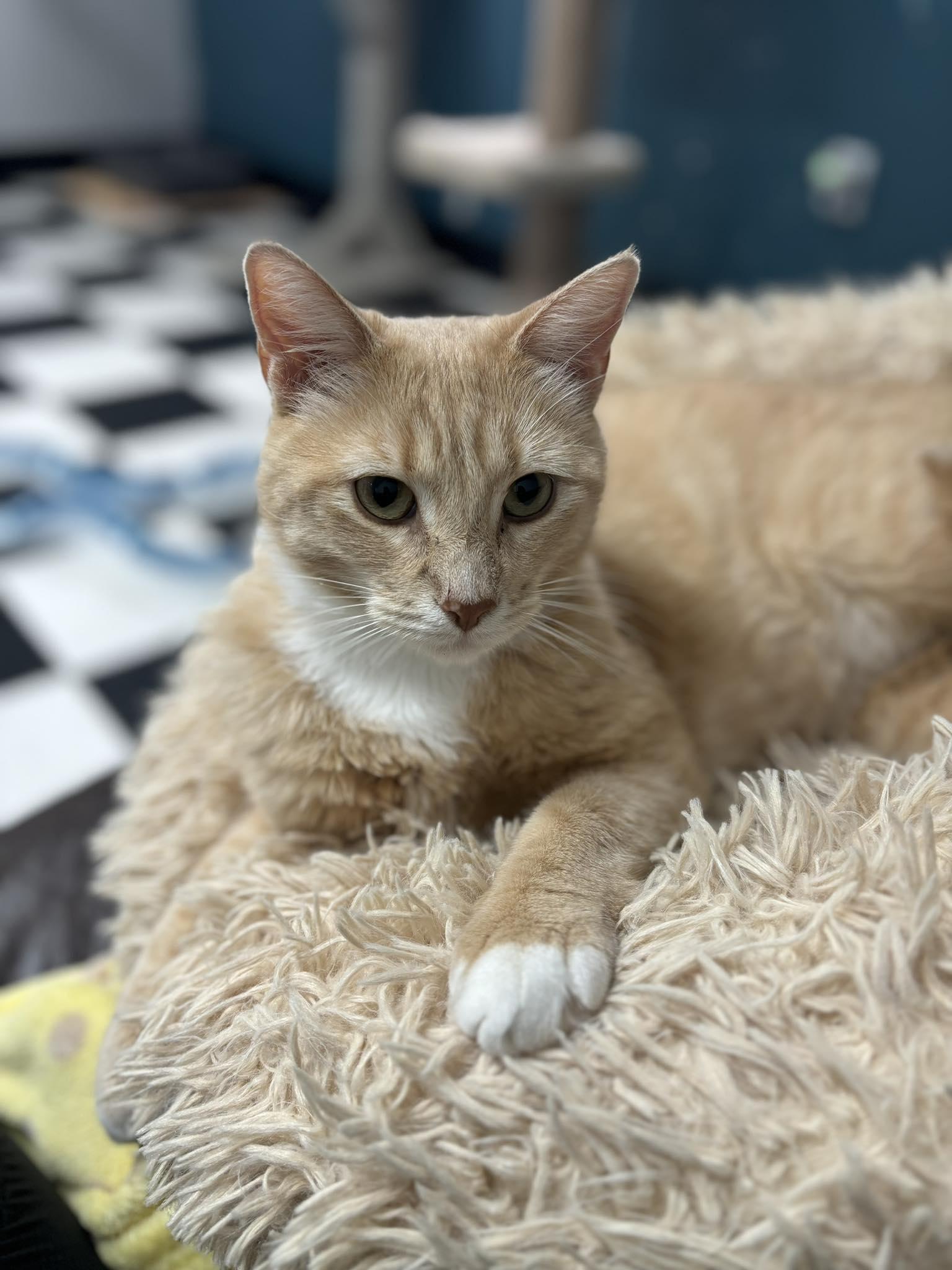 Tex, an adoptable Domestic Short Hair in wetaskiwin, AB, t9a 2j4 | Photo Image 1