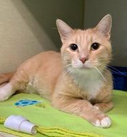 Tex, an adoptable Domestic Short Hair in wetaskiwin, AB, t9a 2j4 | Photo Image 2