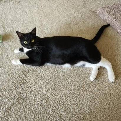 Enlarge Felix, a Adoptable Tuxedo in Leesburg, FL image 3/3