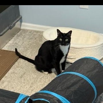 Enlarge Felix, a Adoptable Tuxedo in Leesburg, FL image 2/3