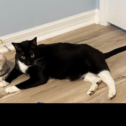Enlarge Felix, a Adoptable Tuxedo in Leesburg, FL image 1/3