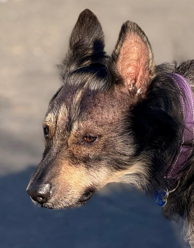 Enlarge Whiskey, a Adoptable mixed breed in Van Nuys, CA image 2/6