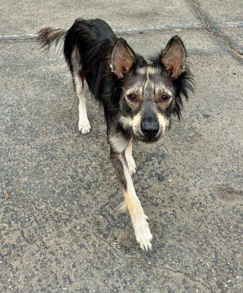 Whiskey, a Adoptable mixed breed in Van Nuys, CA image 2/6