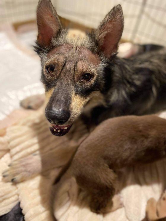 Whiskey, a Adoptable mixed breed in Van Nuys, CA image 3/6