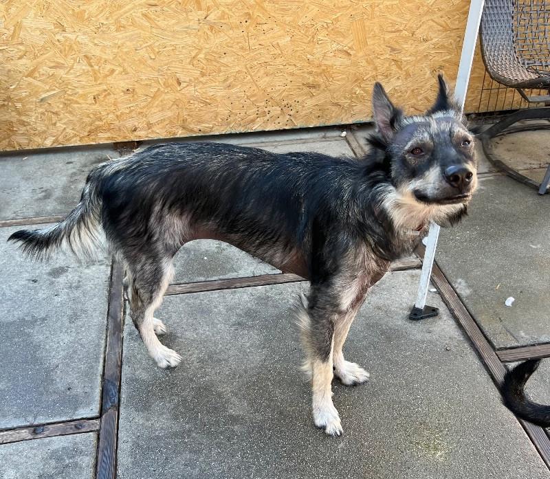 Whiskey, a Adoptable mixed breed in Van Nuys, CA image 4/6