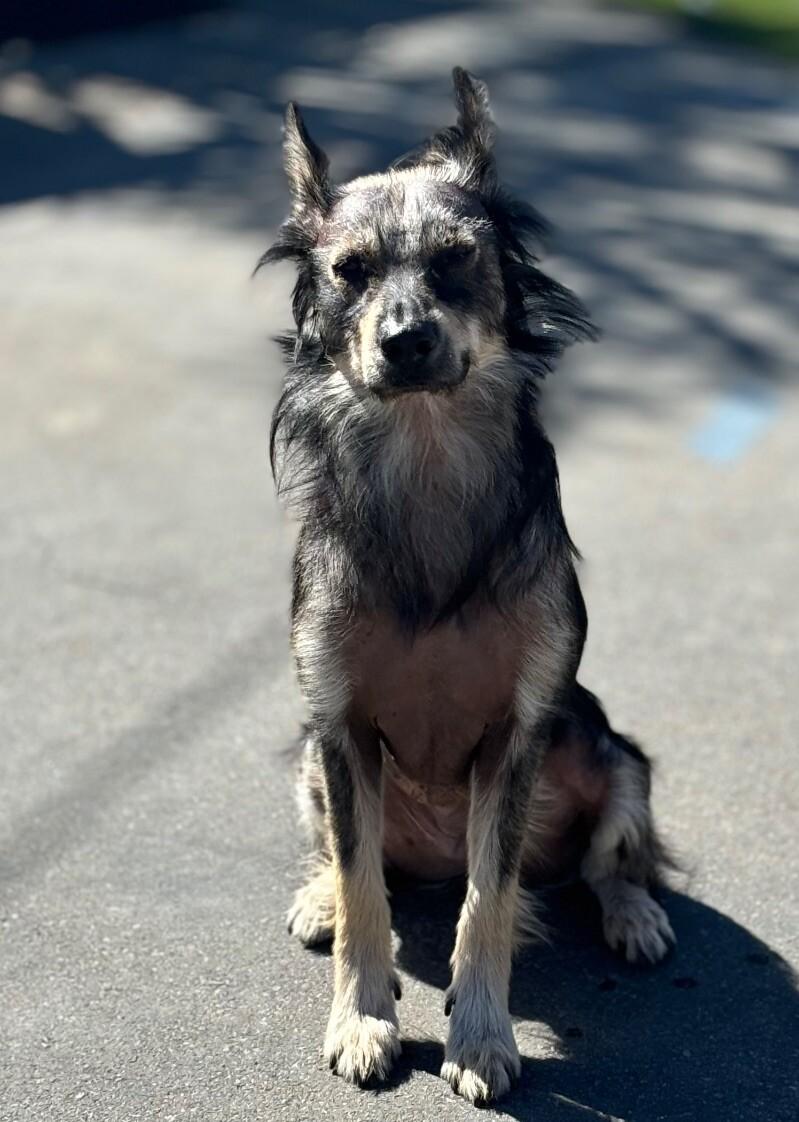 Whiskey, a Adoptable mixed breed in Van Nuys, CA image 5/6