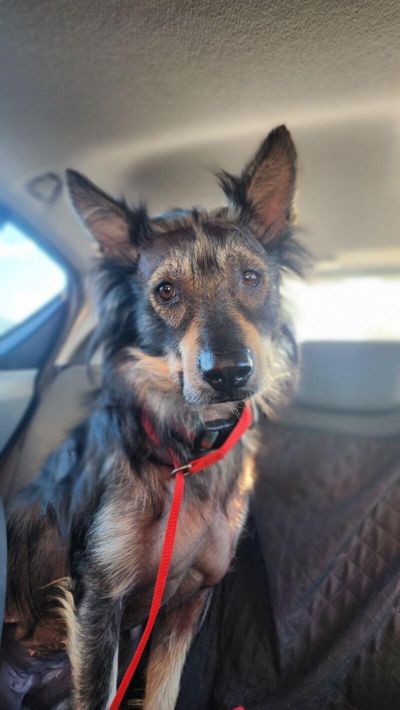 Whiskey, a Adoptable mixed breed in Van Nuys, CA image 6/6