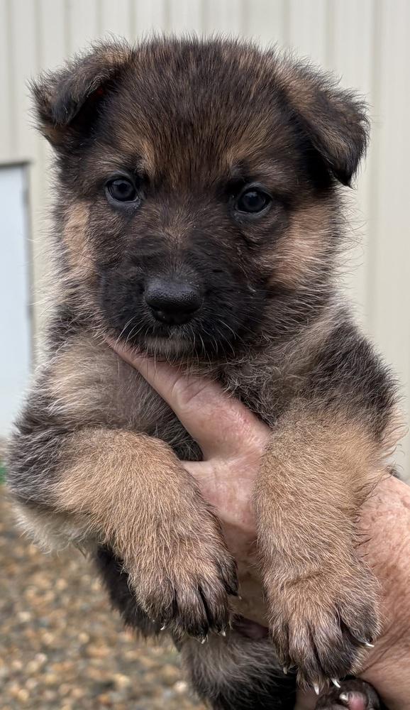 Puppy Nicola, Adoptable, Puppy Male German Shepherd Dog.