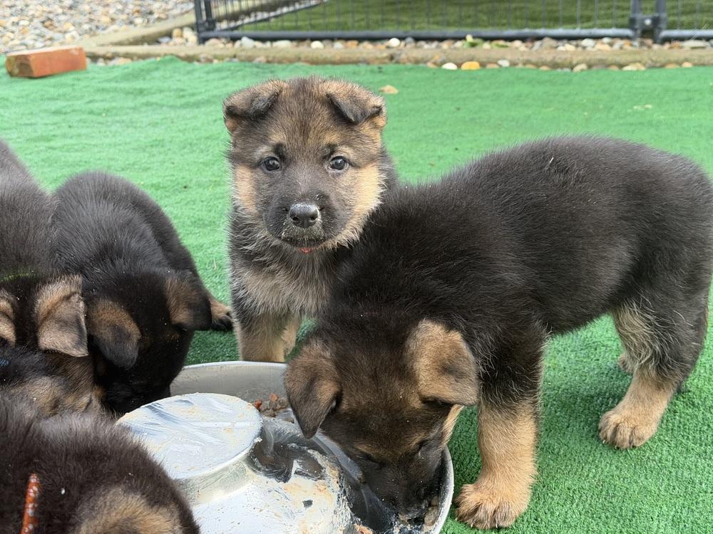 Enlarge Puppy Nicola, a Adoptable German Shepherd Dog in Fulton, CA image 2/3