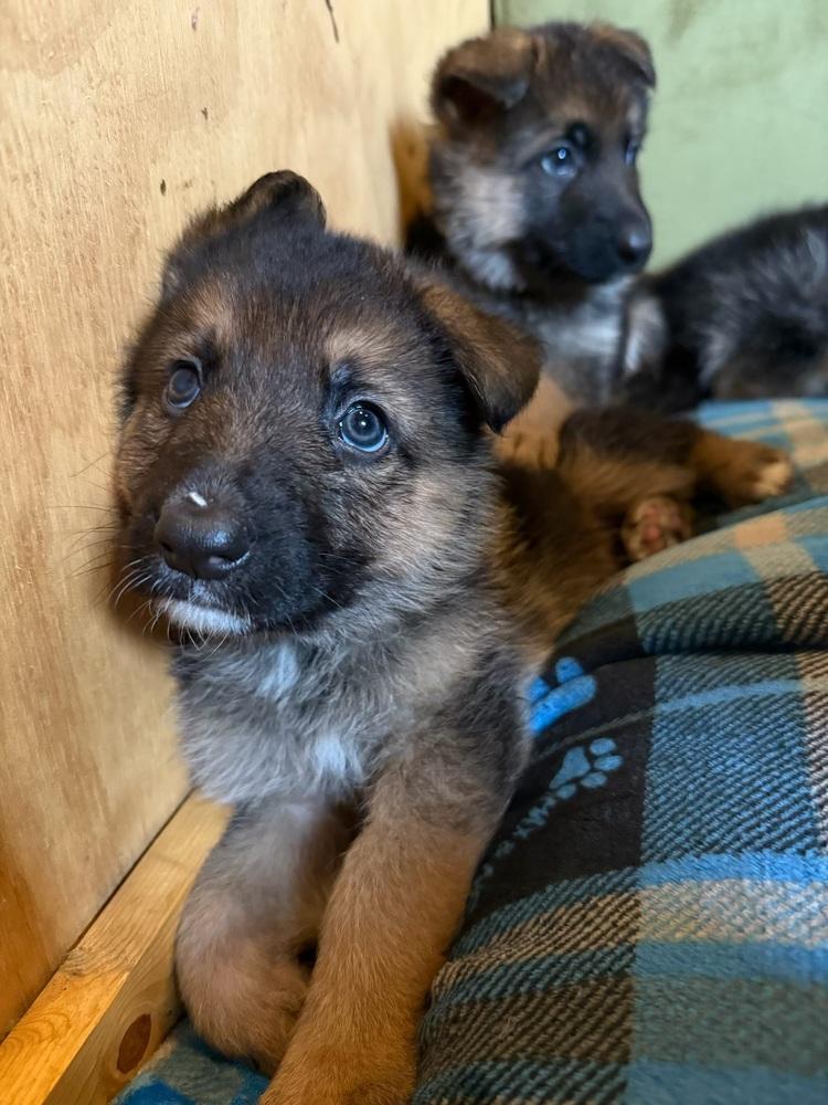 Enlarge Puppy Nicola, a Adoptable German Shepherd Dog in Fulton, CA image 3/3