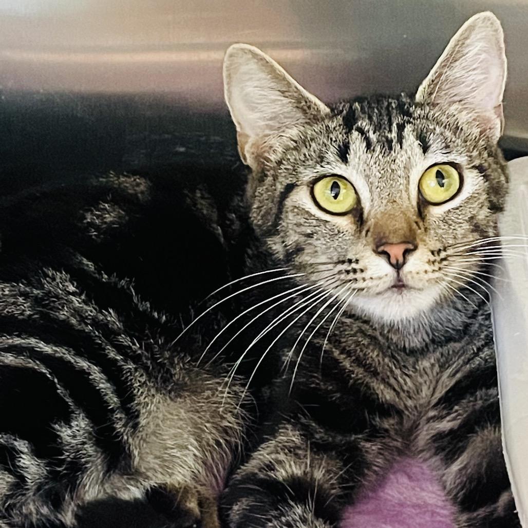 Enlarge Vivian, a Adoptable Domestic Short Hair in Columbia Station, OH image 1/6
