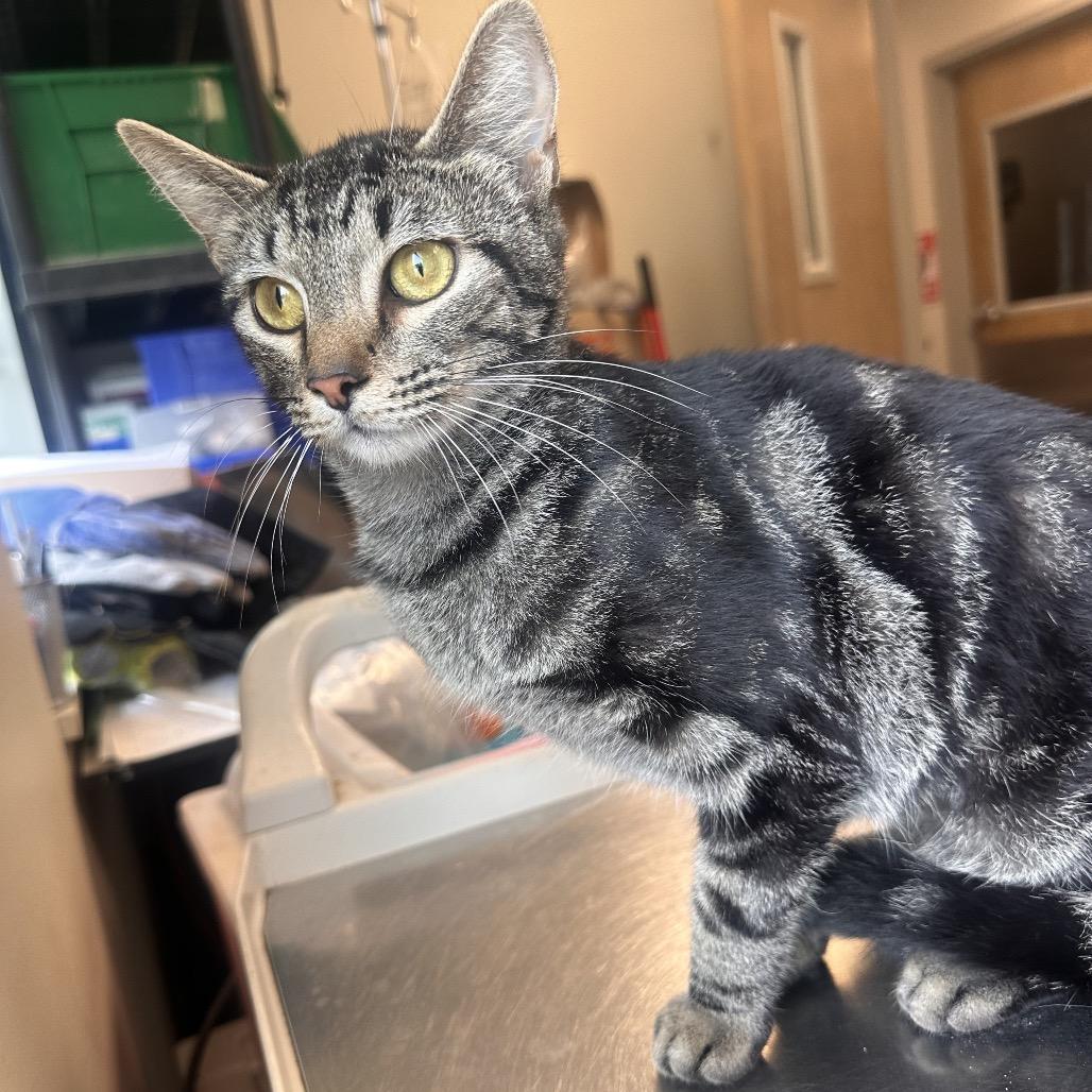 Enlarge Vivian, a Adoptable Domestic Short Hair in Columbia Station, OH image 2/6