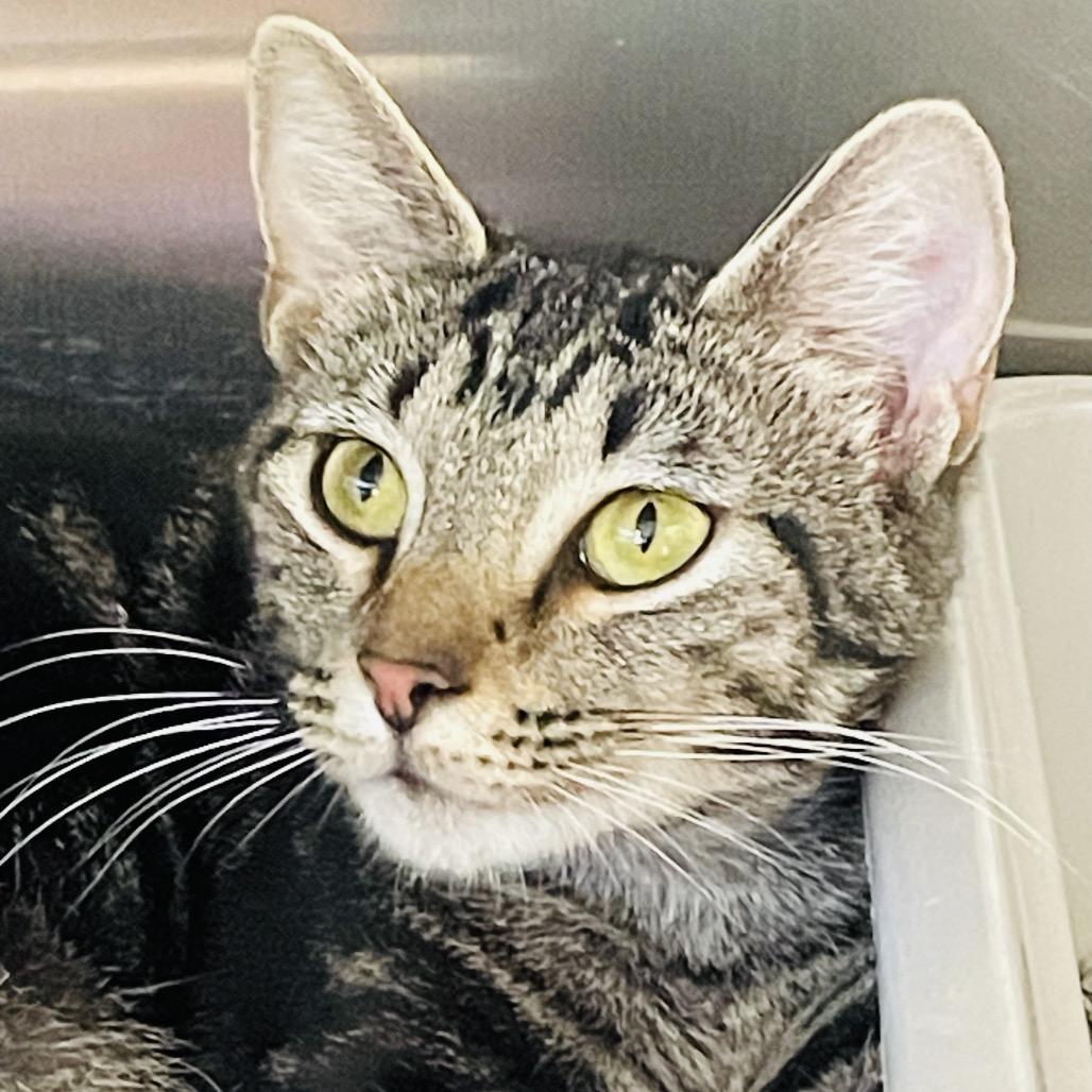 Enlarge Vivian, a Adoptable Domestic Short Hair in Columbia Station, OH image 3/6