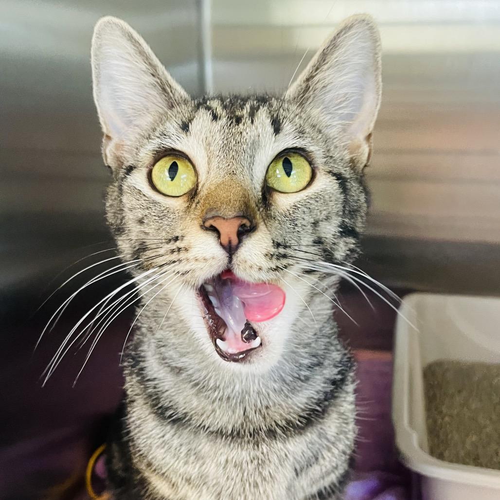 Enlarge Vivian, a Adoptable Domestic Short Hair in Columbia Station, OH image 4/6
