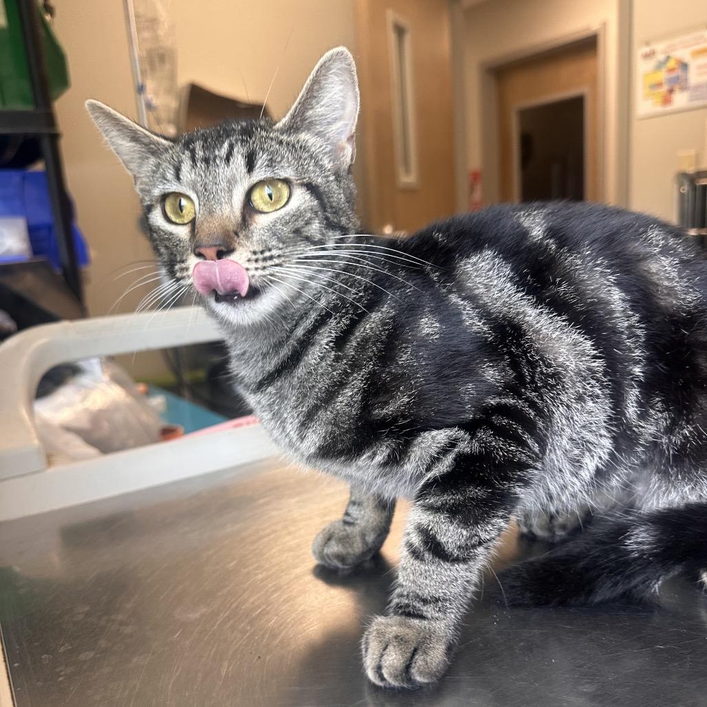 Enlarge Vivian, a Adoptable Domestic Short Hair in Columbia Station, OH image 5/6