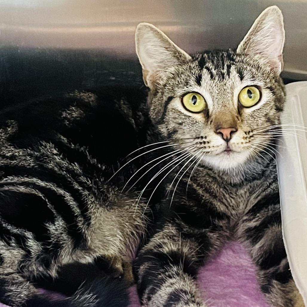 Enlarge Vivian, a Adoptable Domestic Short Hair in Columbia Station, OH image 6/6