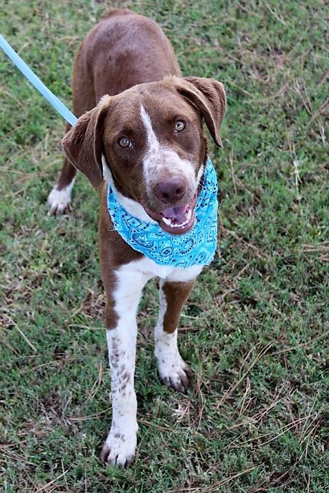 Ranger, a Adopted mixed breed in Arlington, TX image 1/5